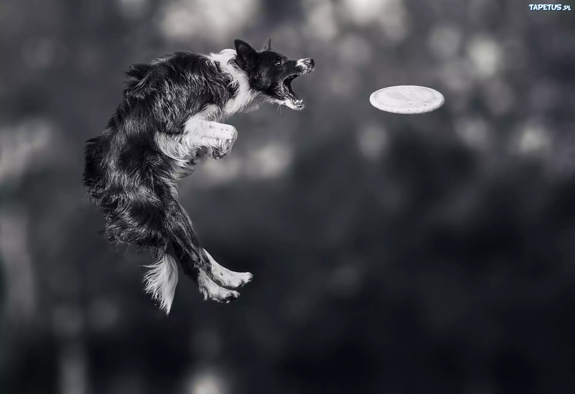 Border collie, Skok, Zawody, Sportowe, Frisbee