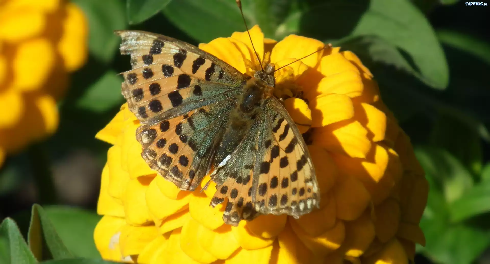 Motyl, Perłowiec malinowiec, Kwiat, Cynia, Żółta
