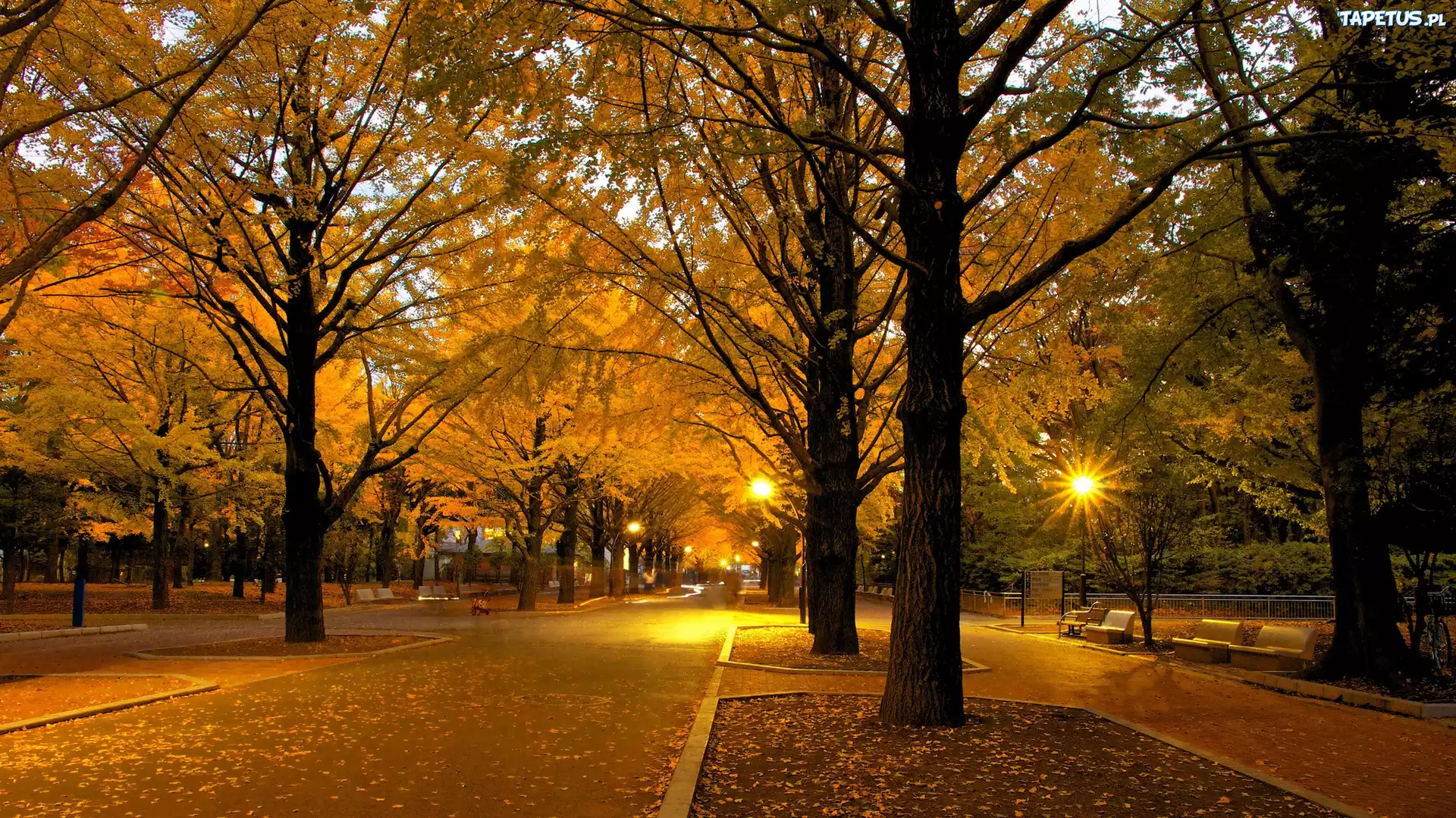 парк деревья фонари Park trees lights скачать