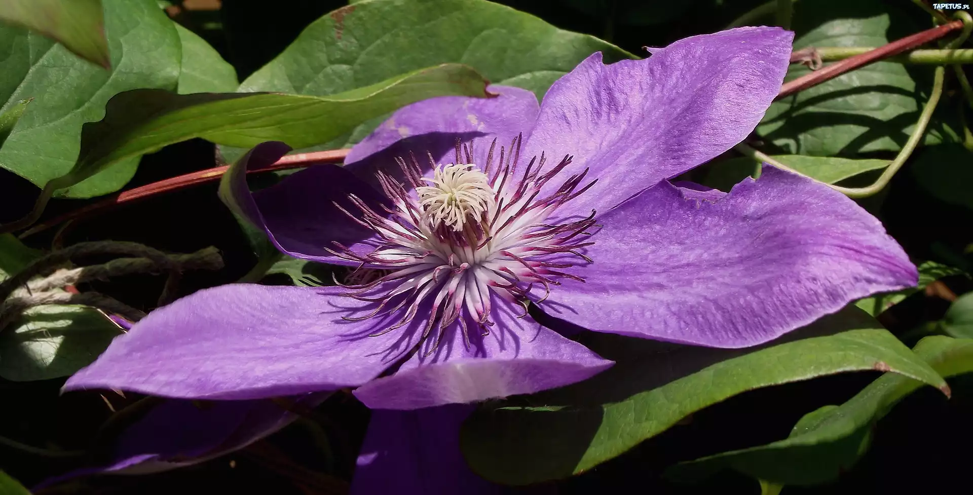 Kwiat, Clematis