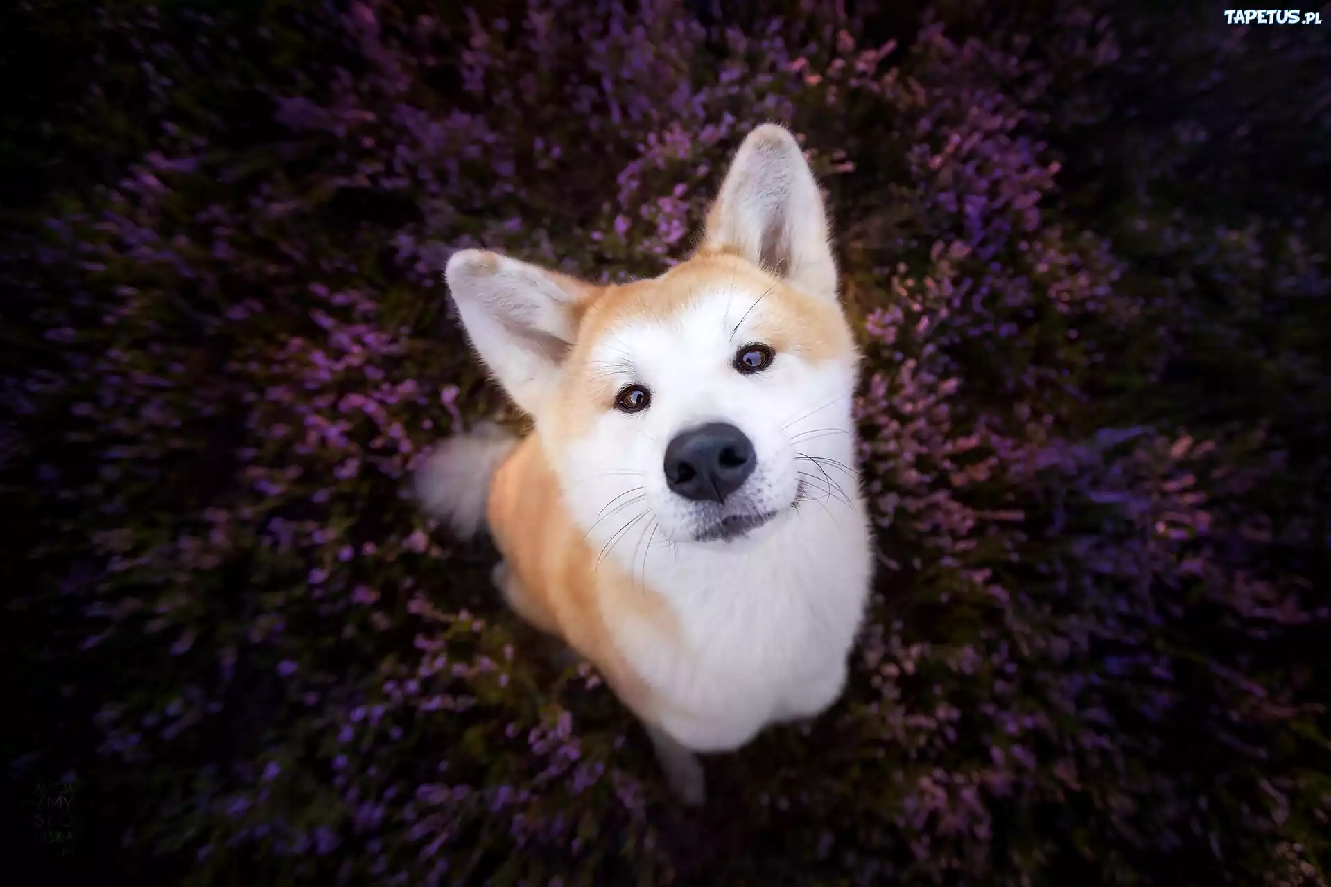 Akita Inu, Wrzos
