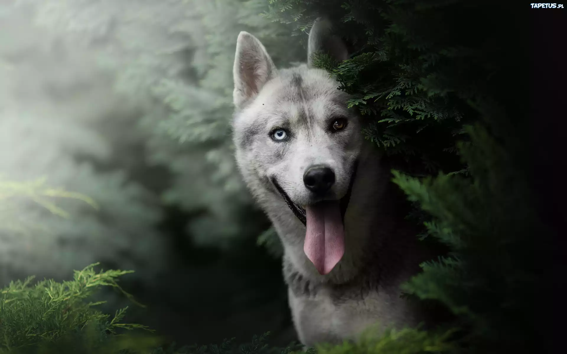 Pies, Siberian husky, Zarośla