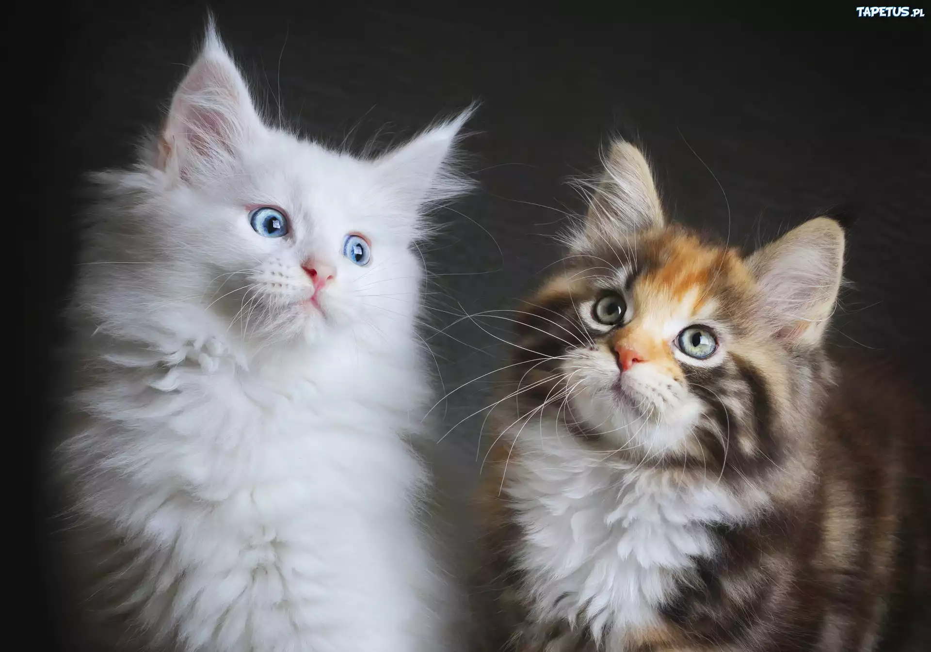 Dwa, Koty, Maine coon