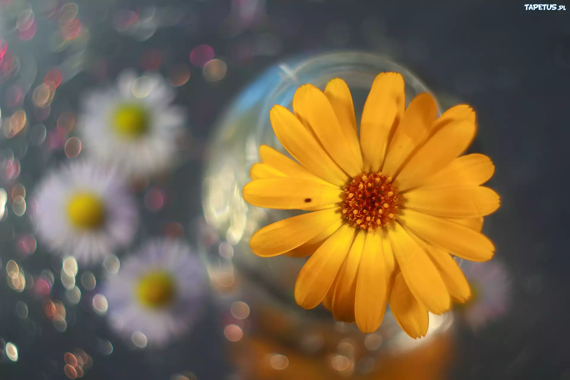 Nagietek, Żółty, Kwiat, Kolorowy, Bokeh