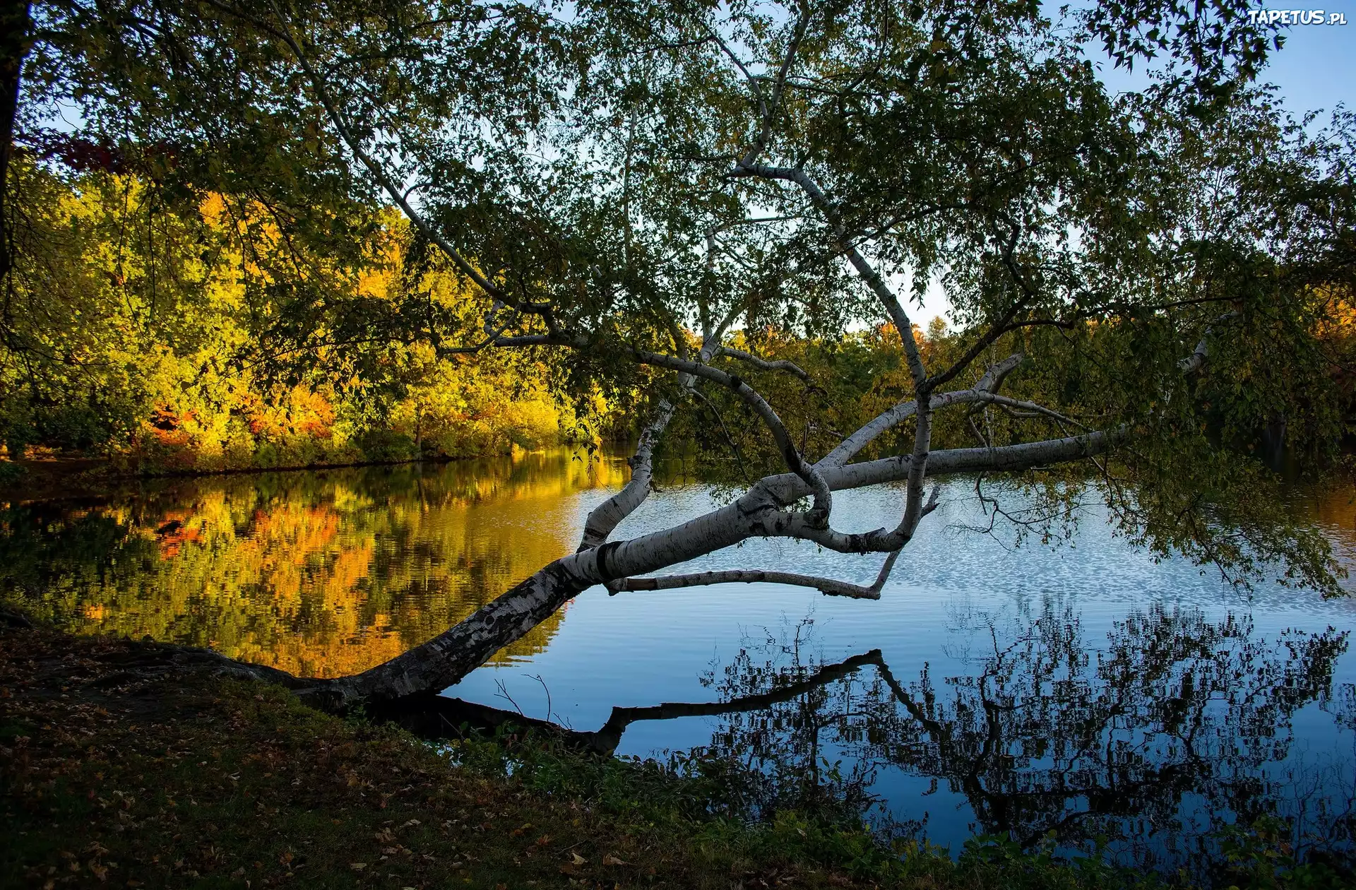 Stany Zjednoczone, Stan Rhode Island, Providence, Roger Williams Park, Jezioro, Drzewa, Brzoza