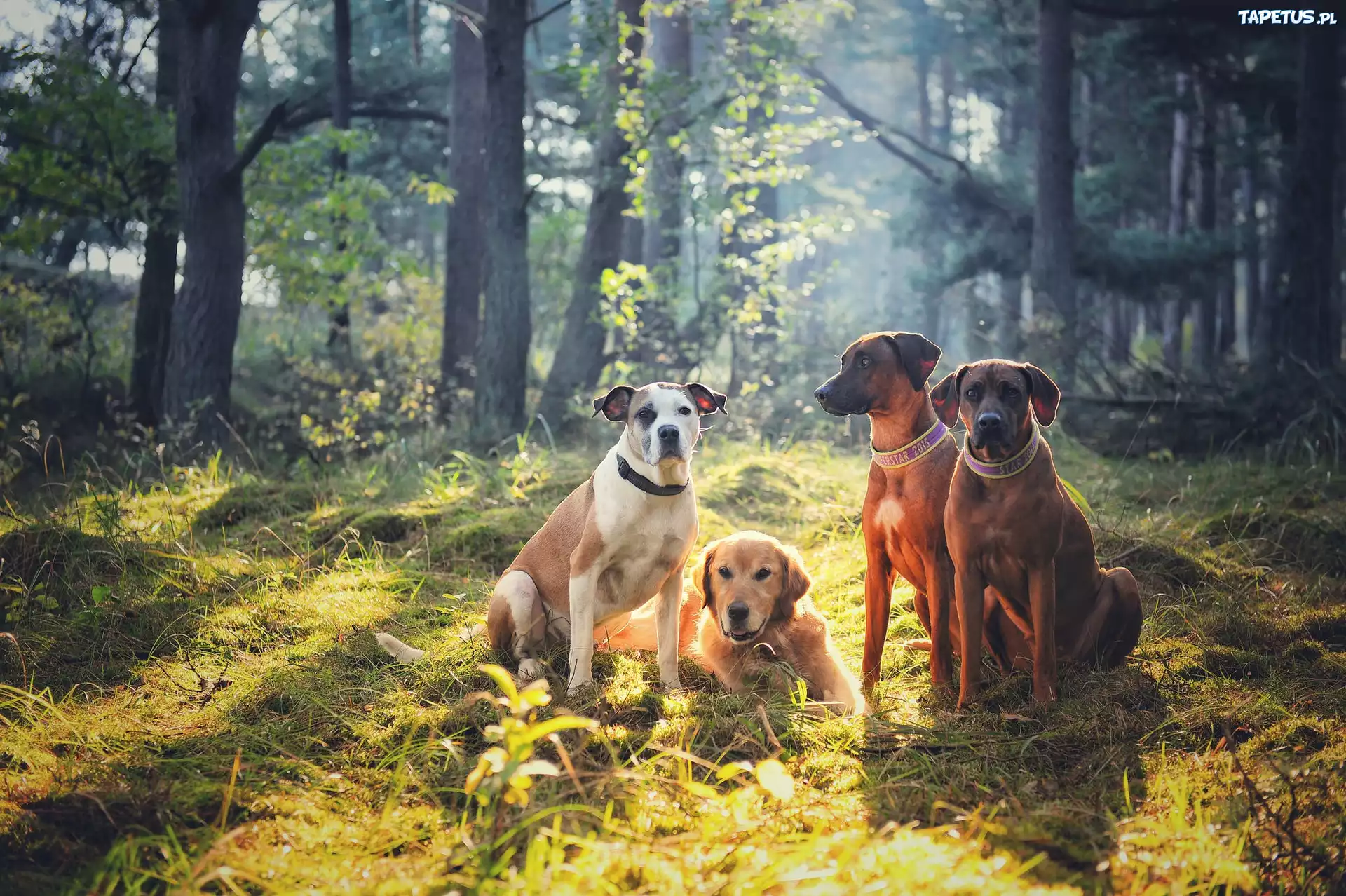 Psy, Leżący, Golden Retriever, Dwa, Rhodesian Ridgeback, Las, Polana