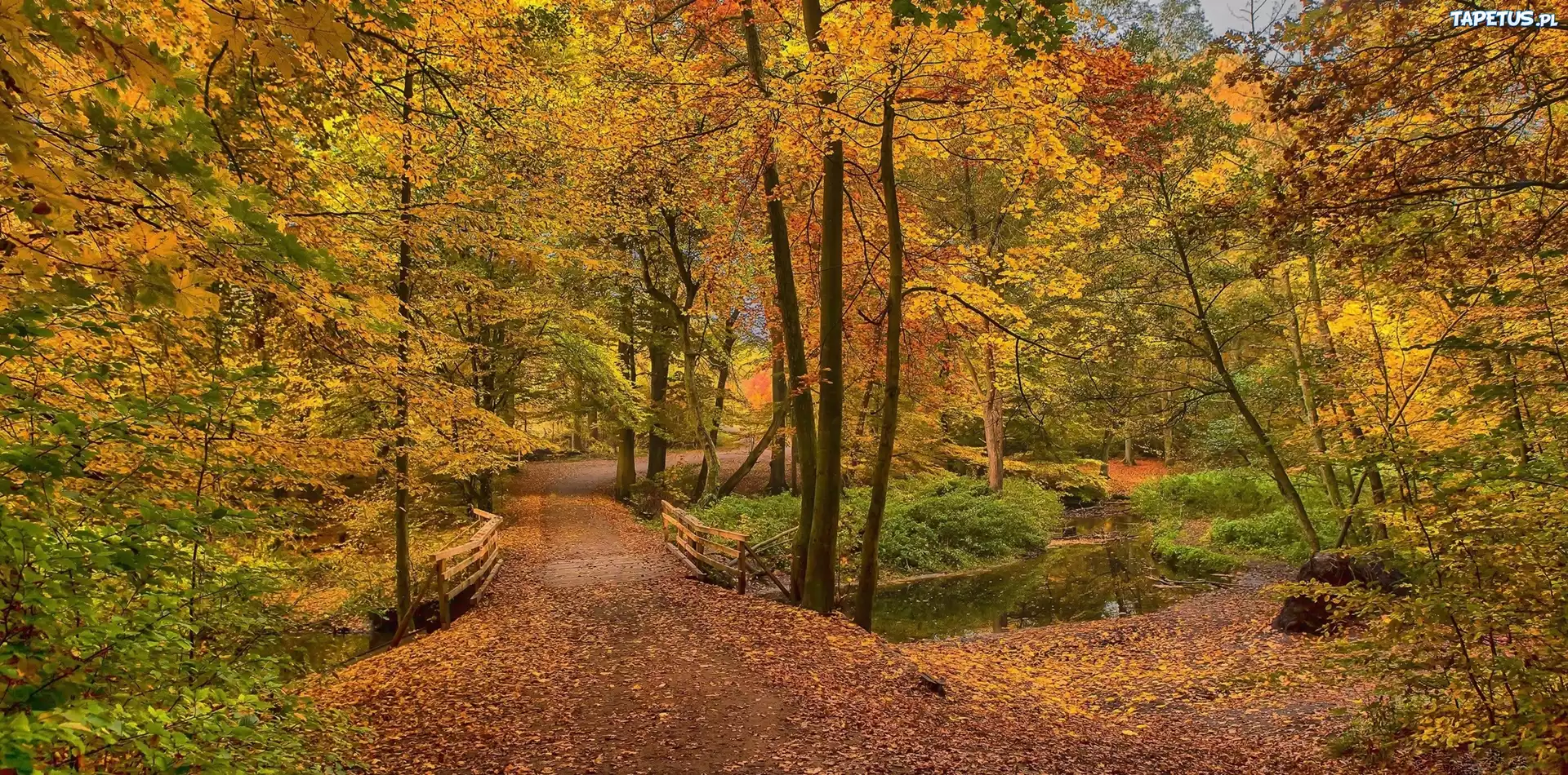 Jesień, Park, Drzewa, Rzeczka, Mostek, Alejka, Liście
