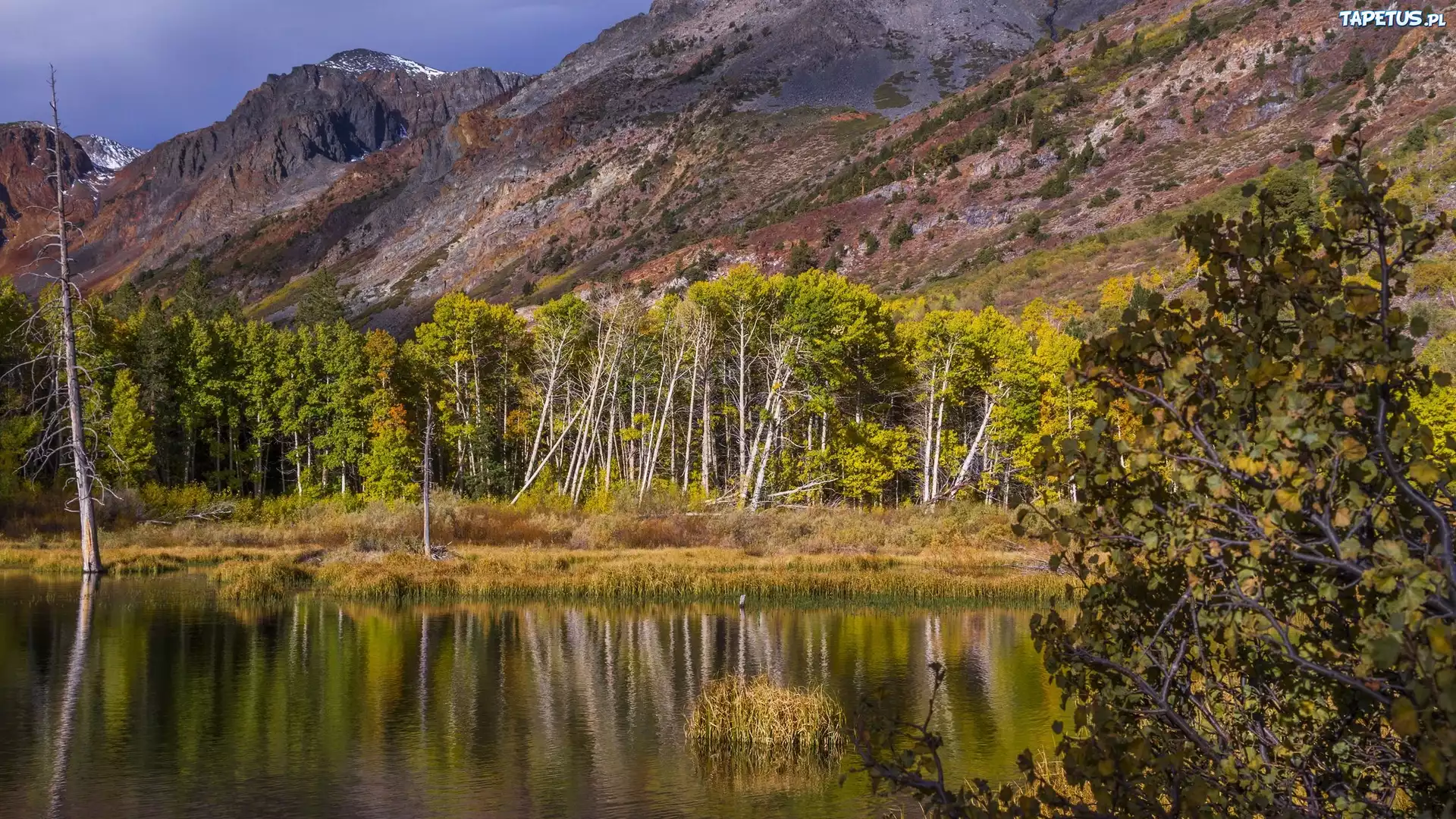Stany Zjednoczone, Kalifornia, Jezioro Lundy Lake, Góry, Drzewa