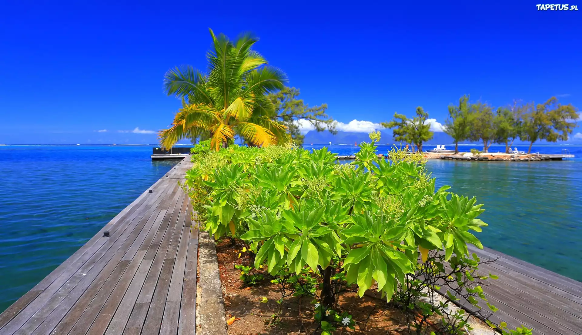 Polinezja Francuska, Tahiti, Molo, Palma, Rośliny