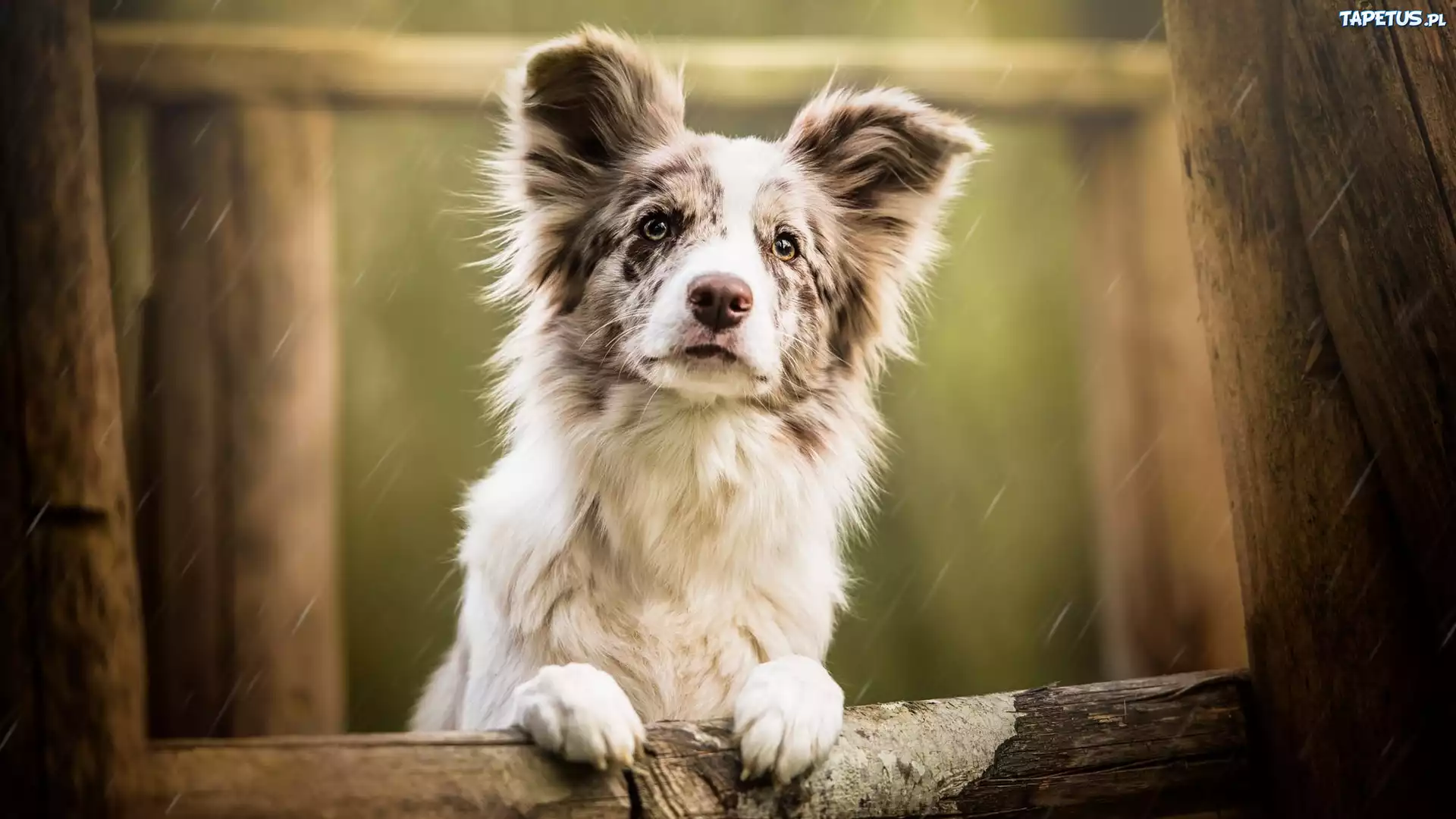 Pies, Border collie, Mordka, Płot, Deszcz