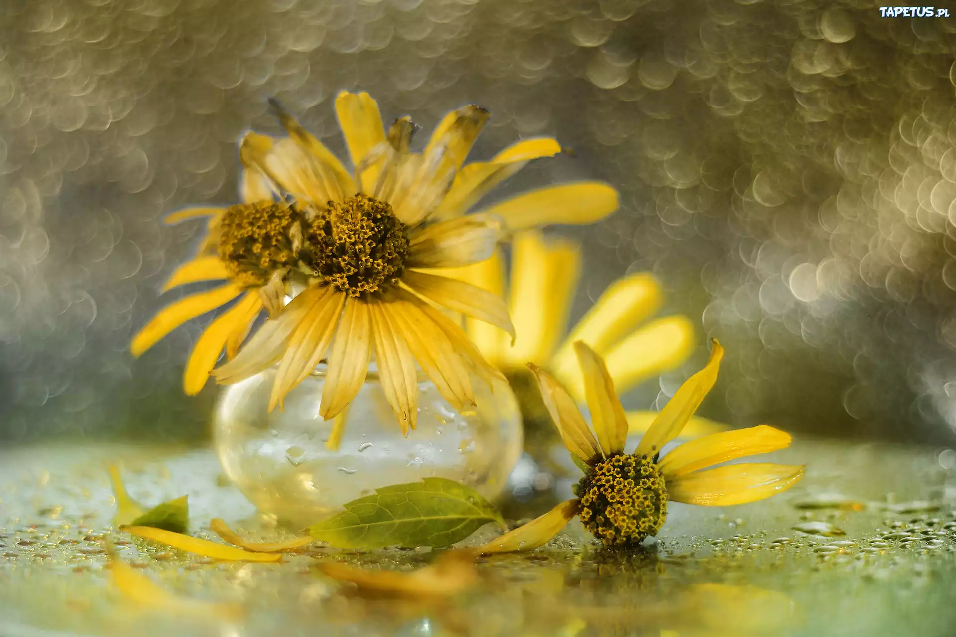 Słoneczniczki szorstkie, Kwiaty, Wazonik, Bokeh