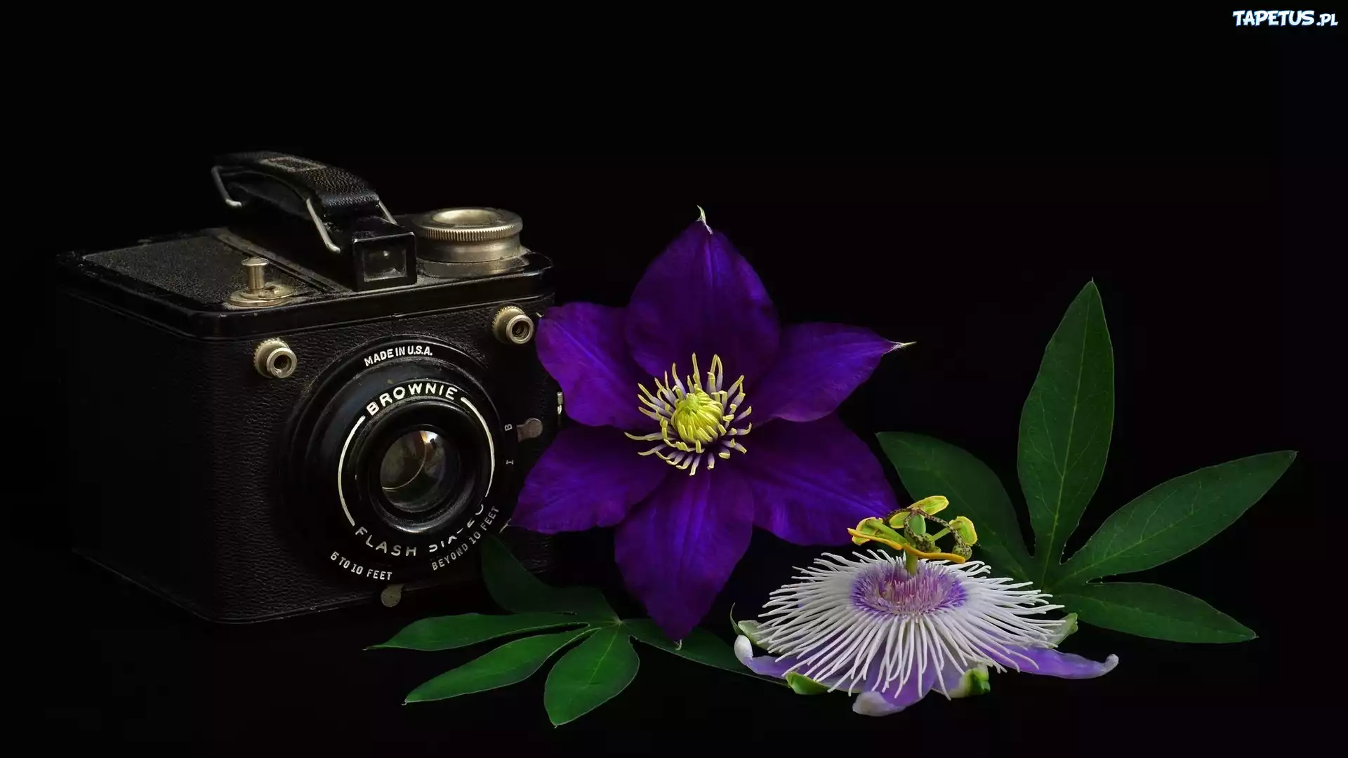 Aparat fotograficzny, Brownie, Fioletowe, Kwiaty, Clematis, Czarne, Tło