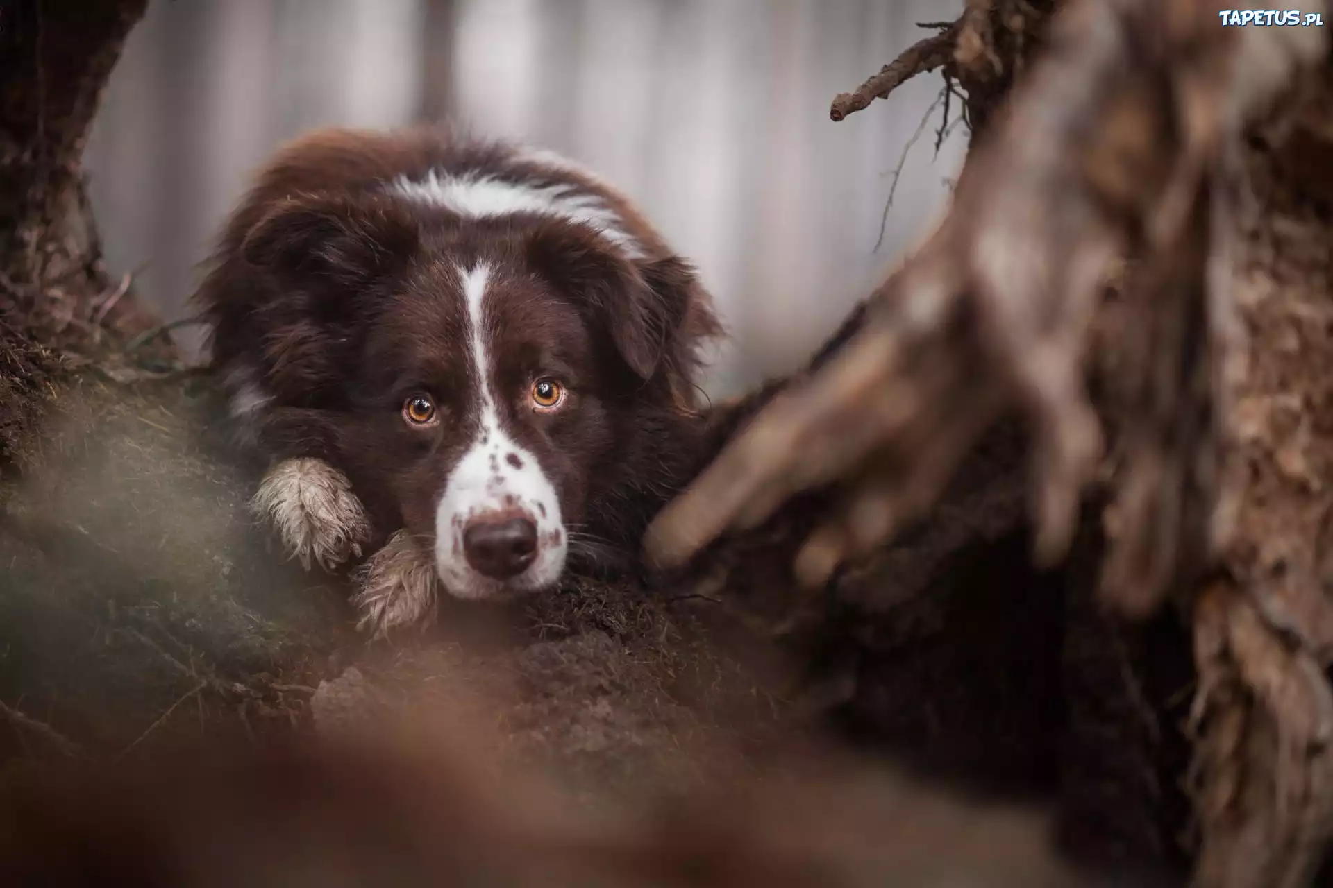 Pysk, Oczy, Border Collie