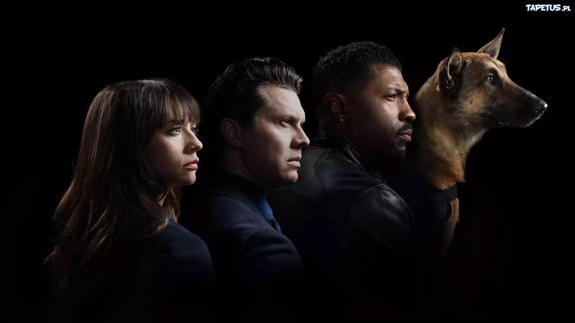 Serial, Angie Tribeca, Rashida Jones, Hayes MacArthur, Deon Cole, Pies, Owczarek belgijski Malinois