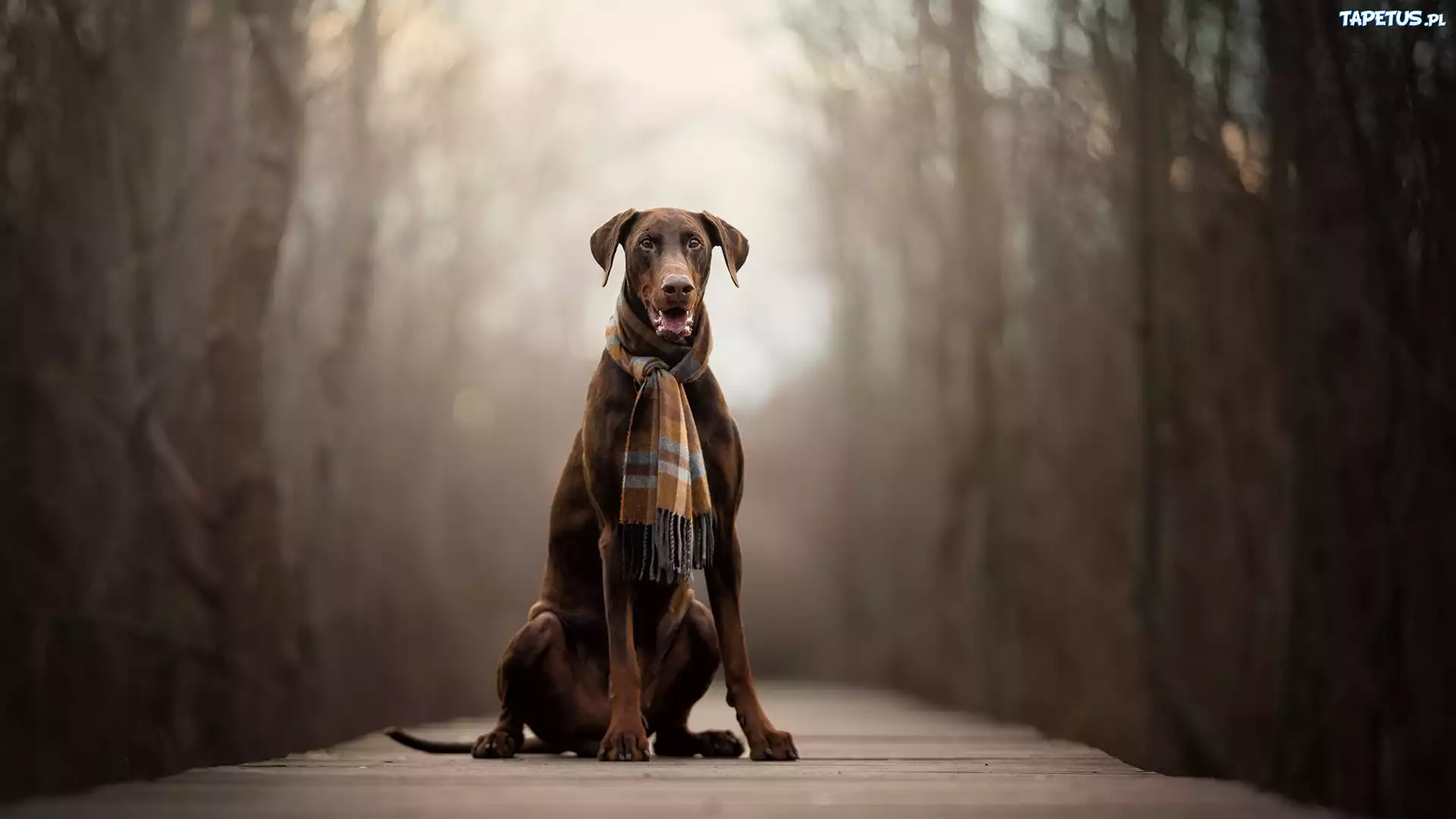 Pies, Doberman, Szalik, Kładka