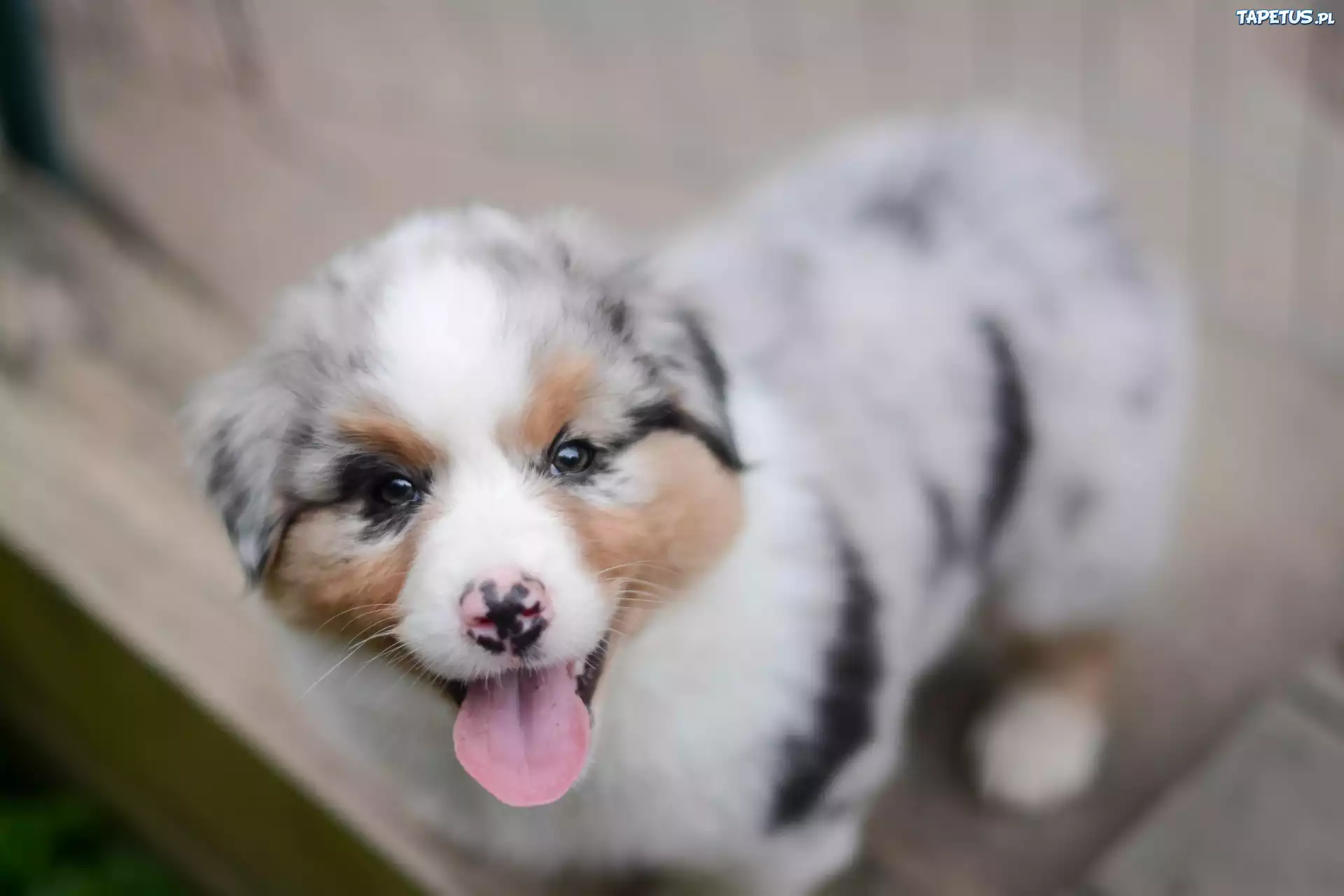 Szczeniak, Owczarek australijski-australian shepherd