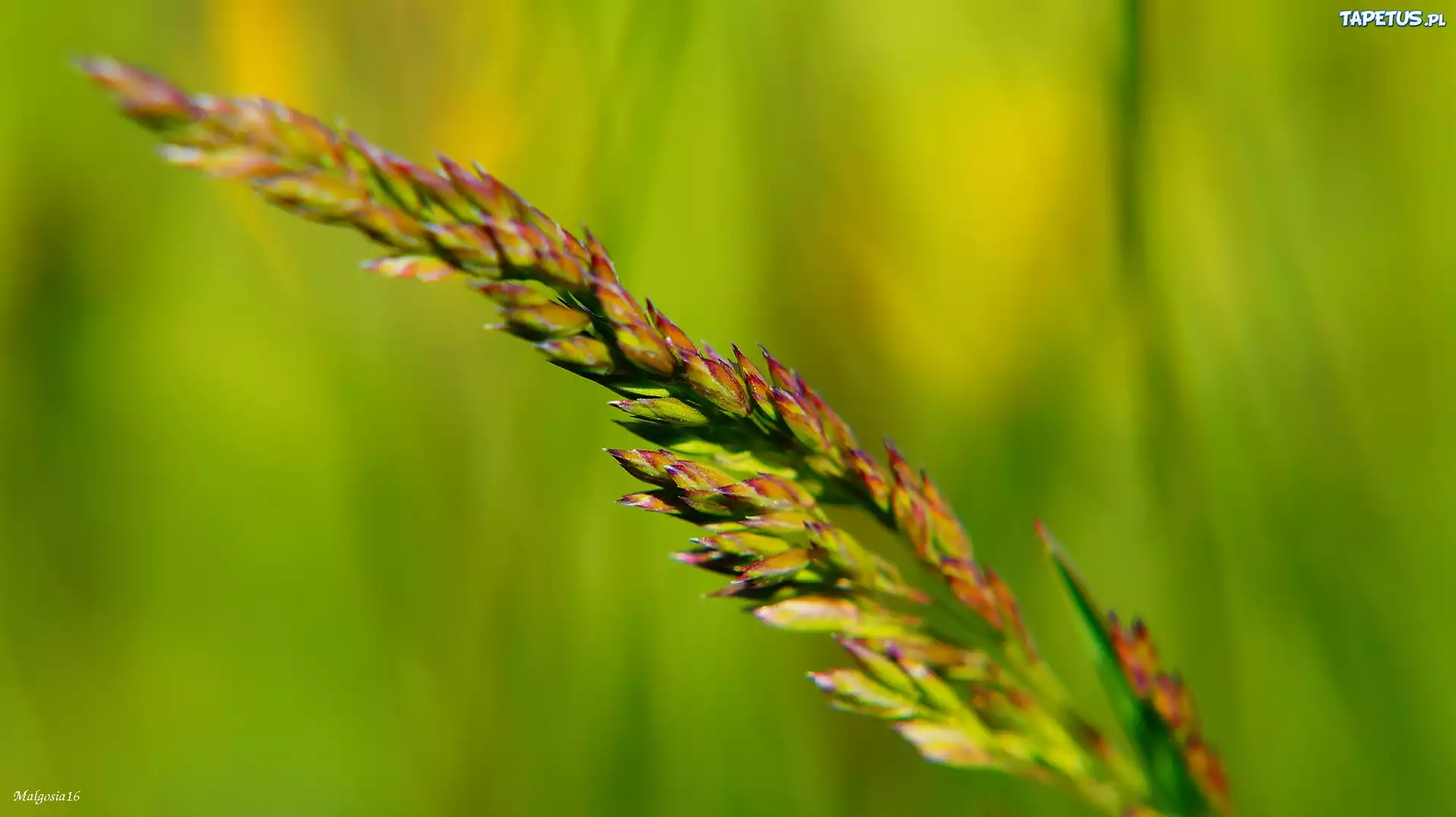 Źdźbło, Trawa, Nasiona, Makro