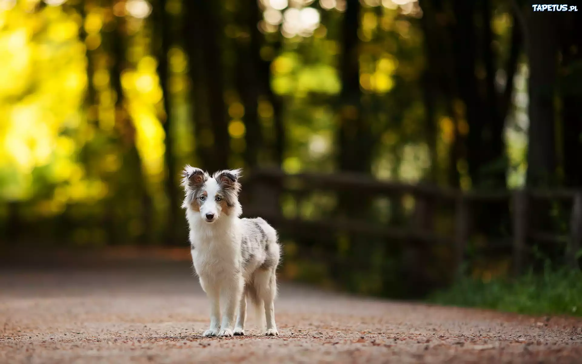 Border collie, Droga