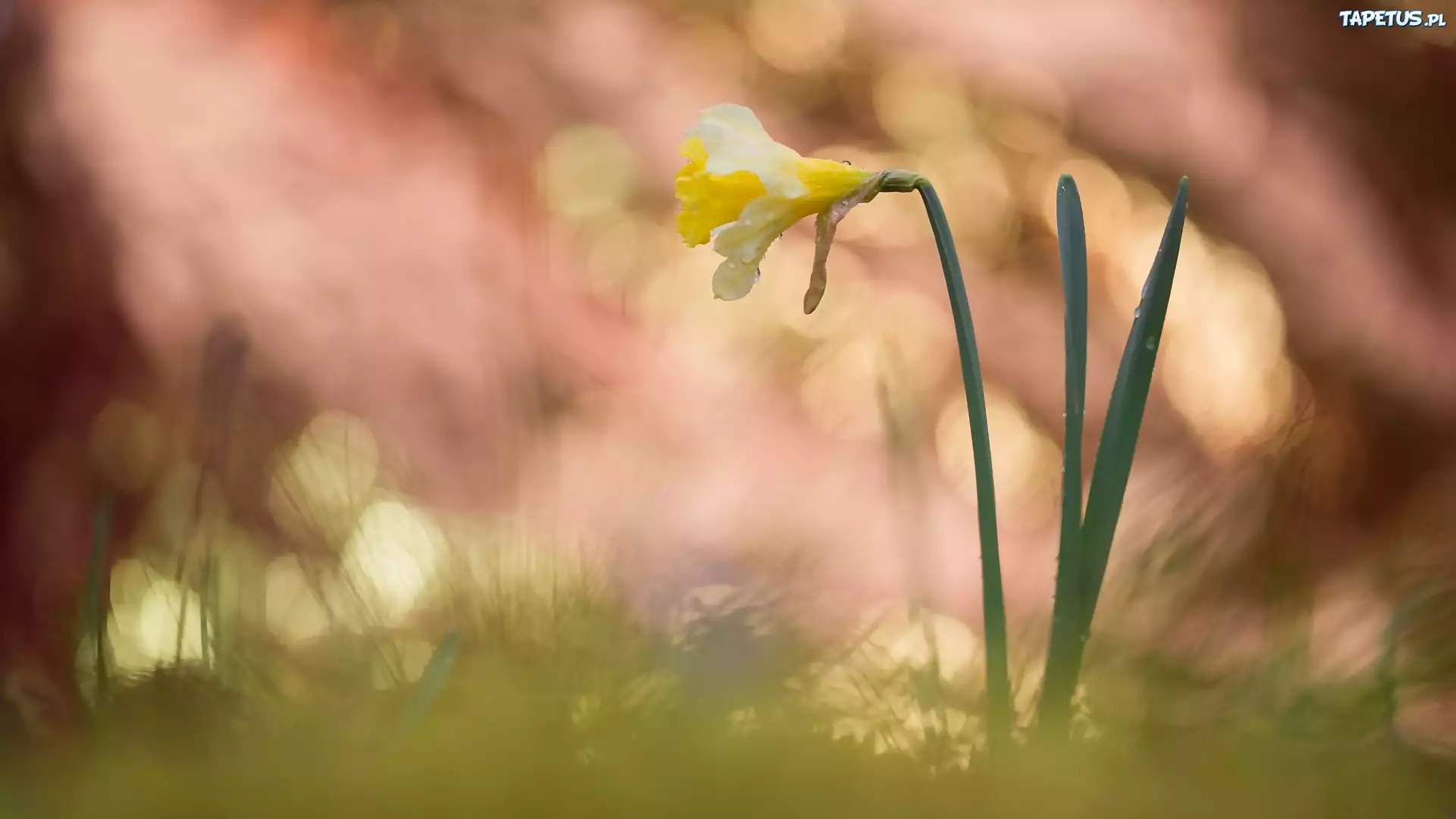 Kwiaty, Narcyz żonkil, Bokeh