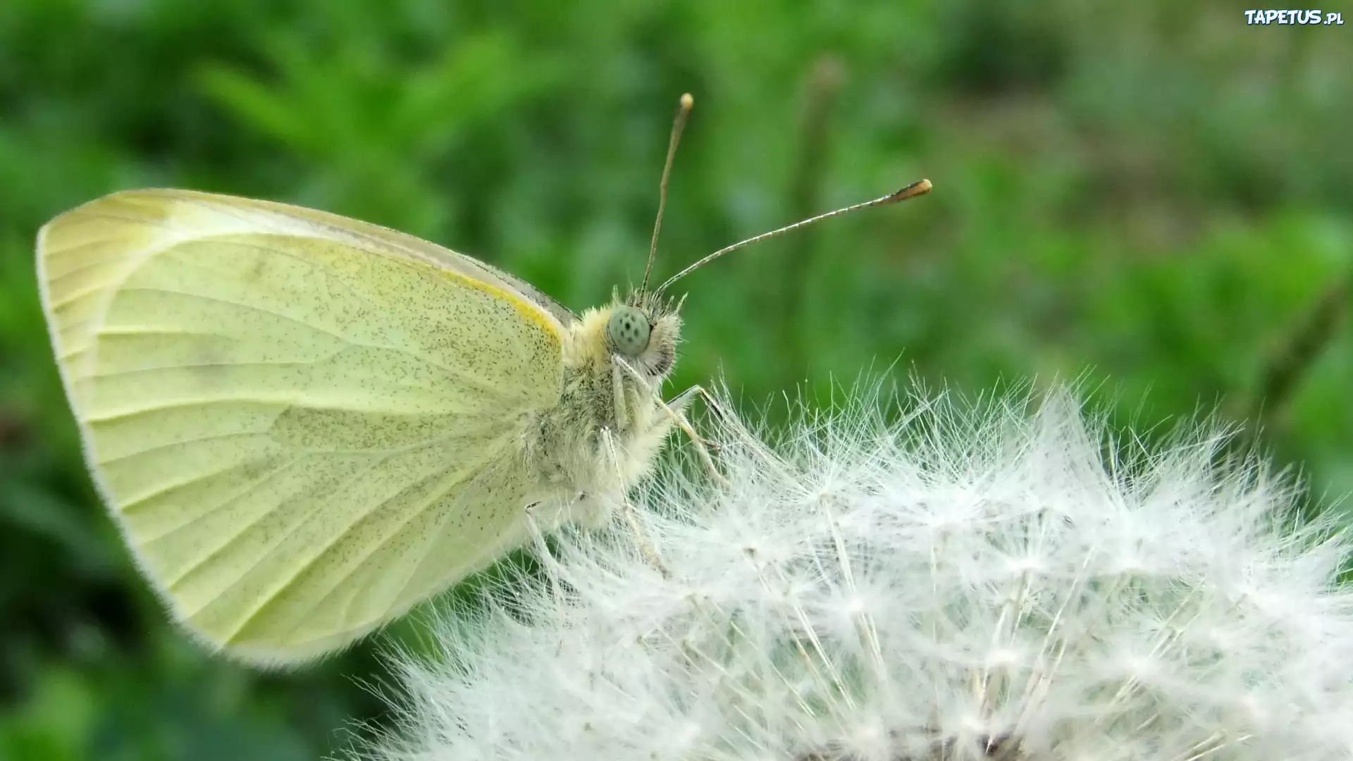 Motyl, Mniszek, Mlecz