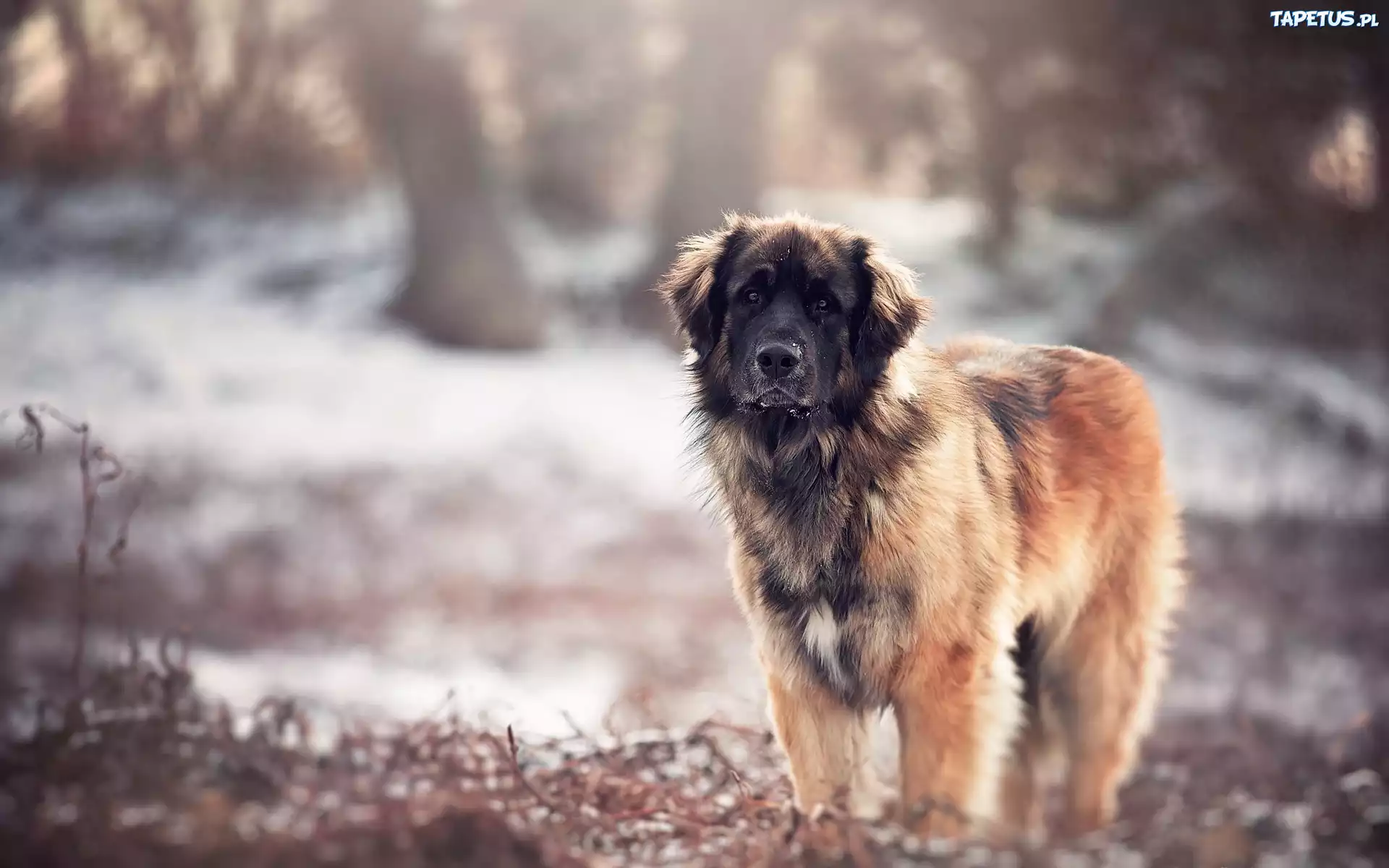 Leonberger, Natura, Rozmyte, Tło