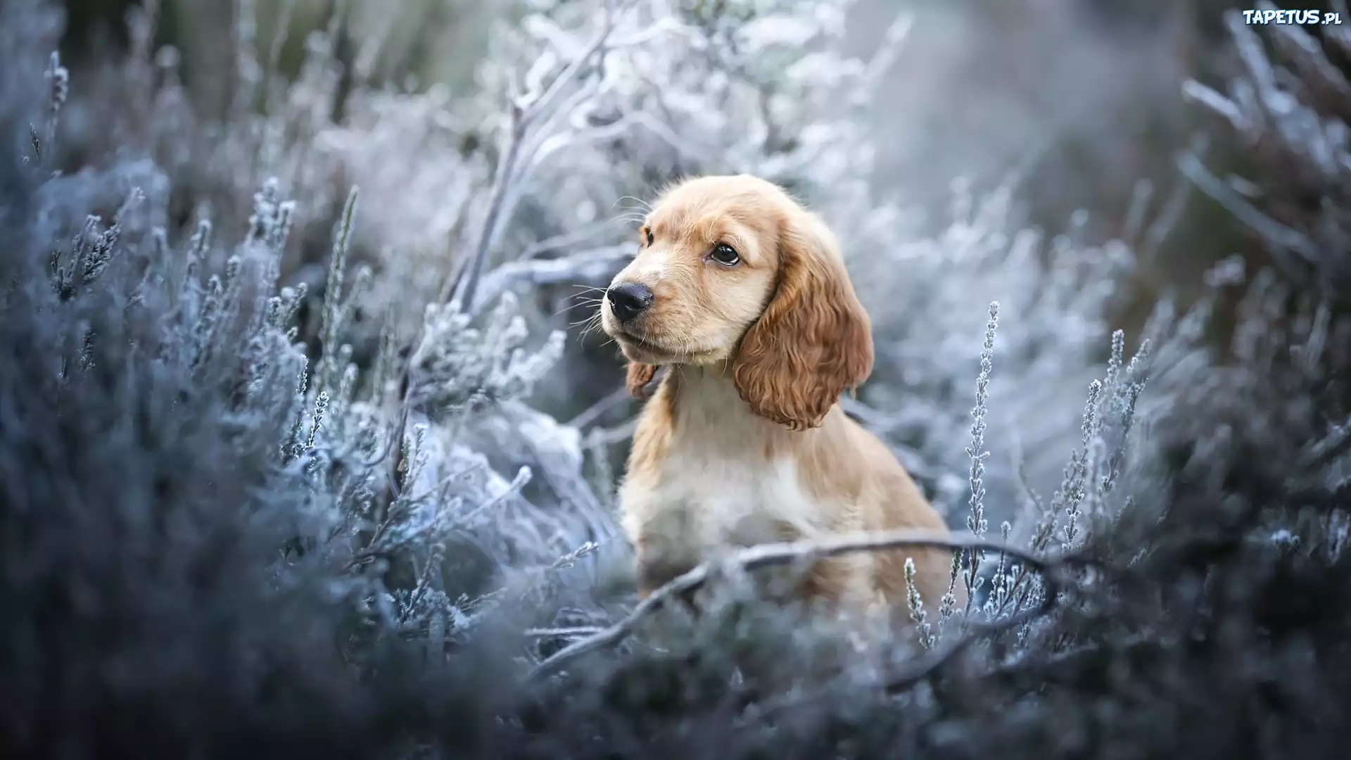 Pies, Cocker spaniel angielski, Szczeniak, Mordka, Rośliny, Gałązki