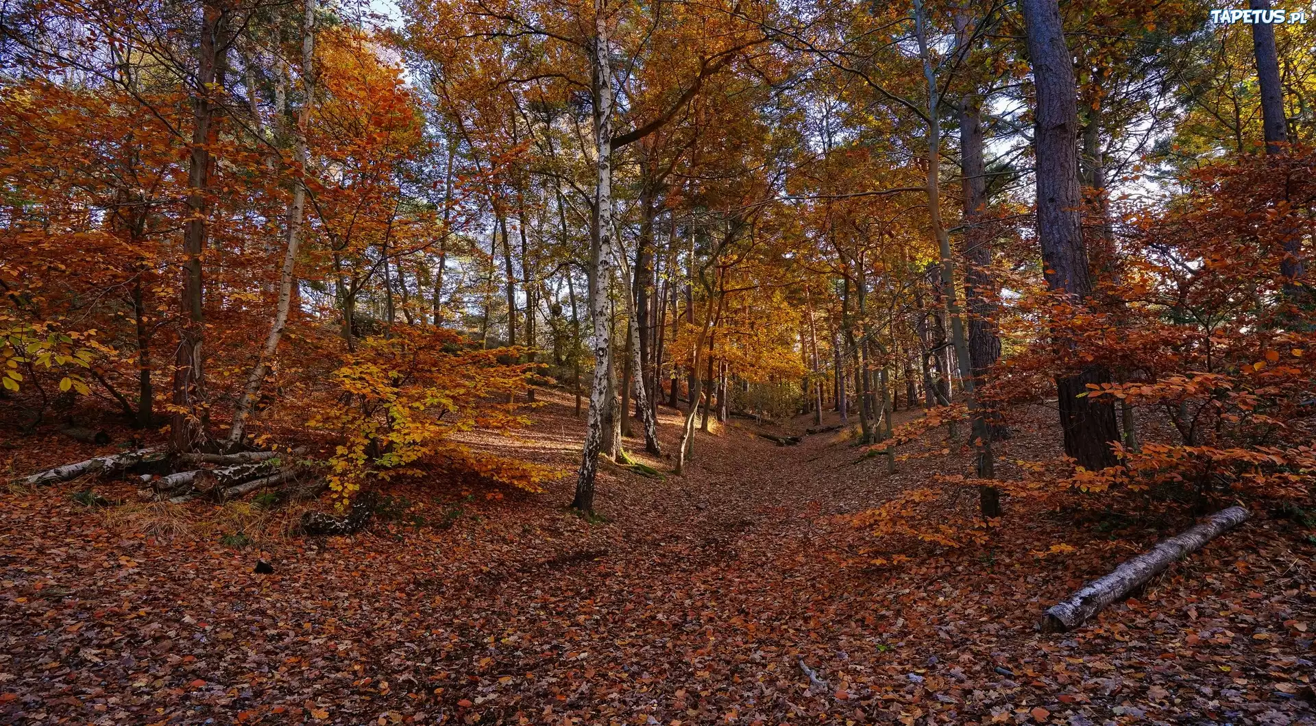 Jesień, Las, Drzewa, Kłody