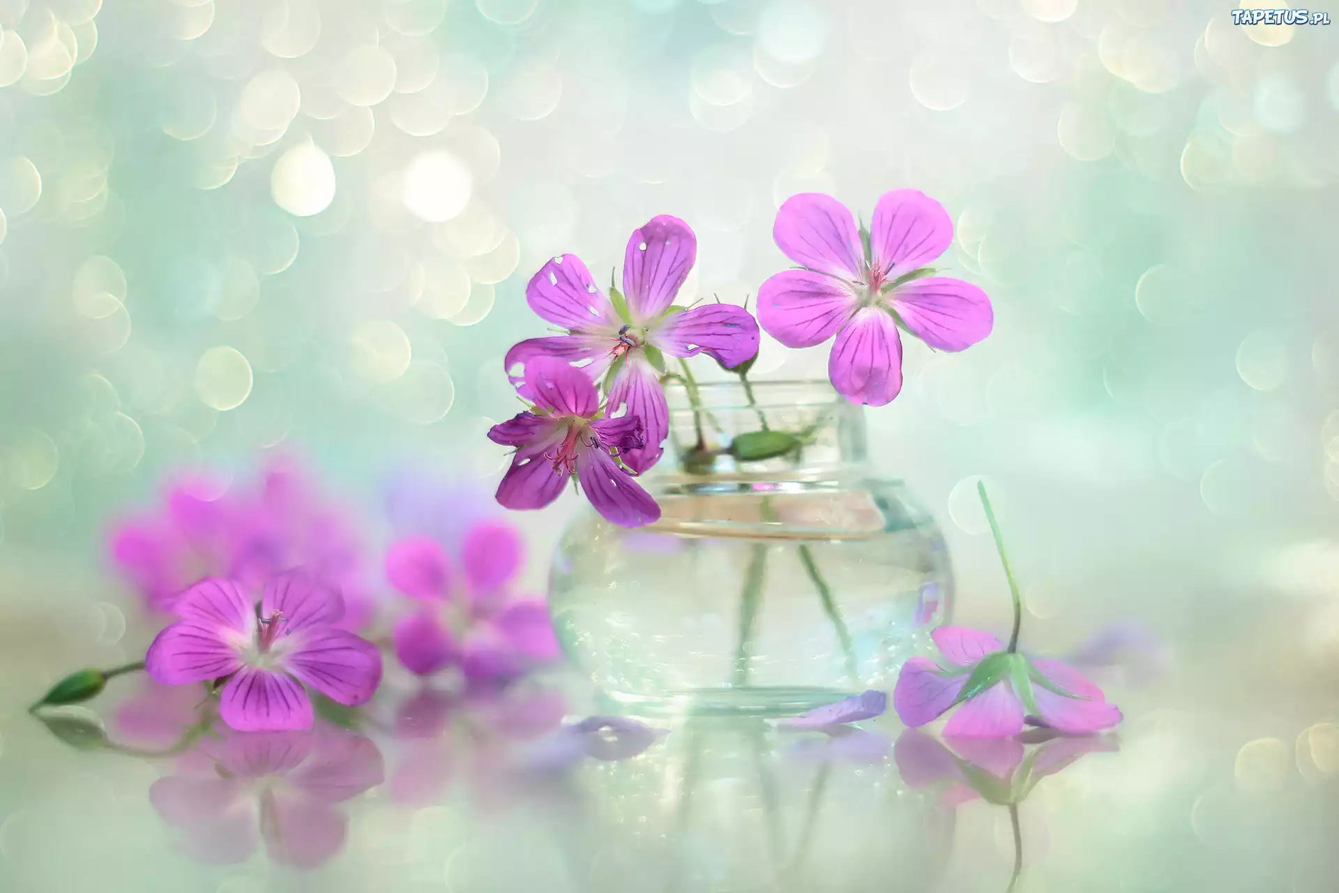 Bodziszek, Różowe, Kwiaty, Wazonik, Bokeh