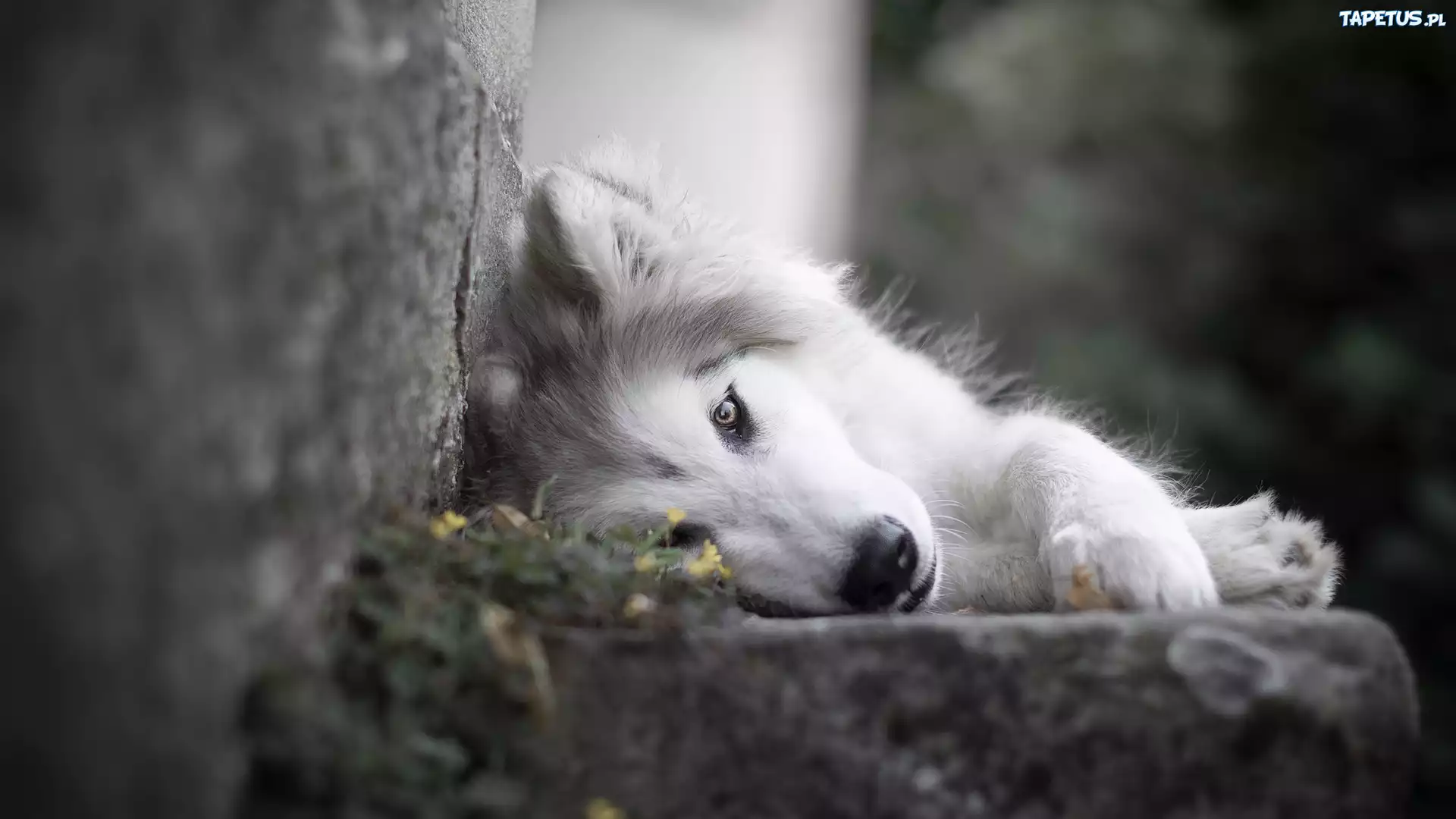 Pies, Leżący, Siberian husky, Murek