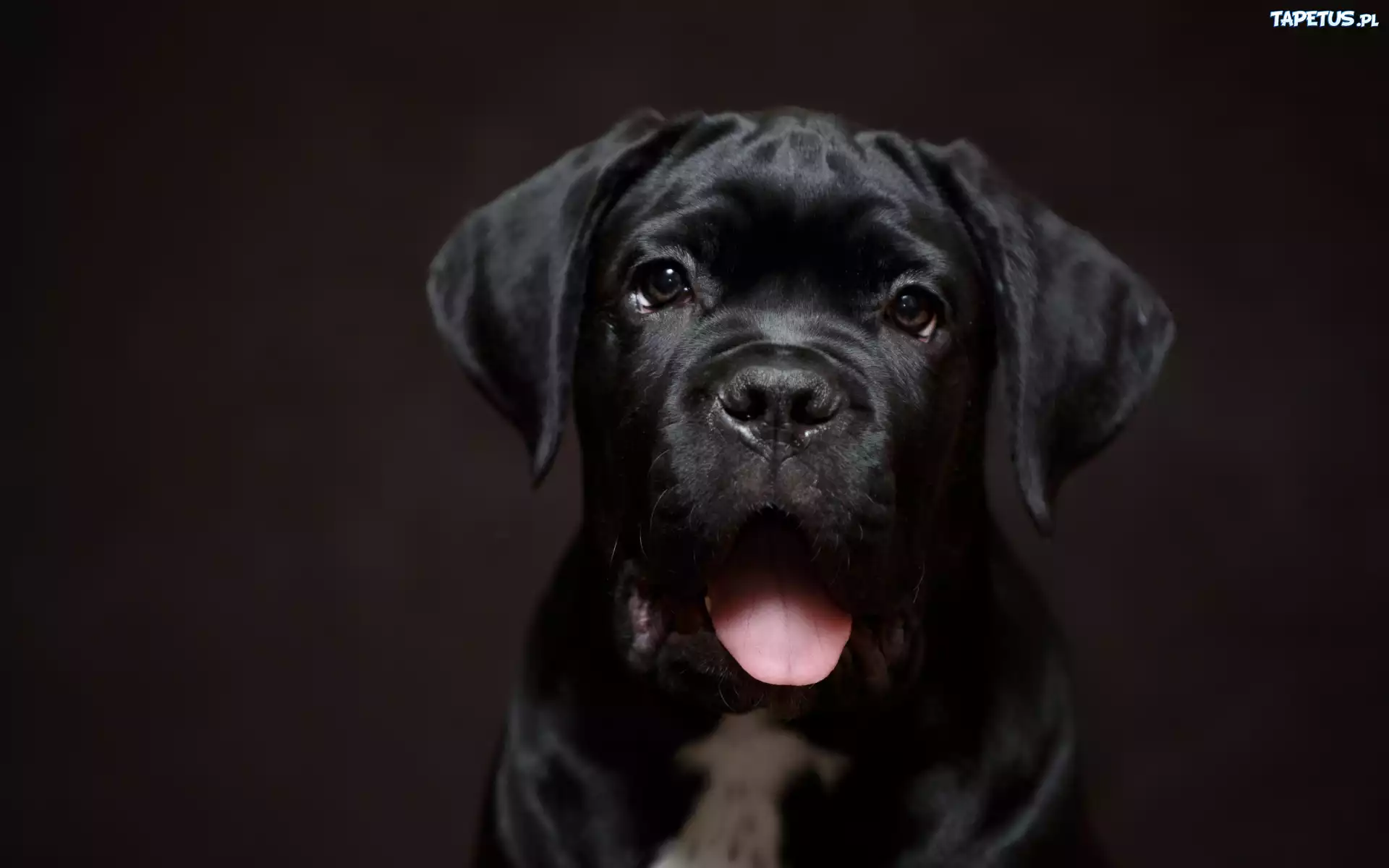 Czarny, Pies, Szczeniak, Cane Corso, Język