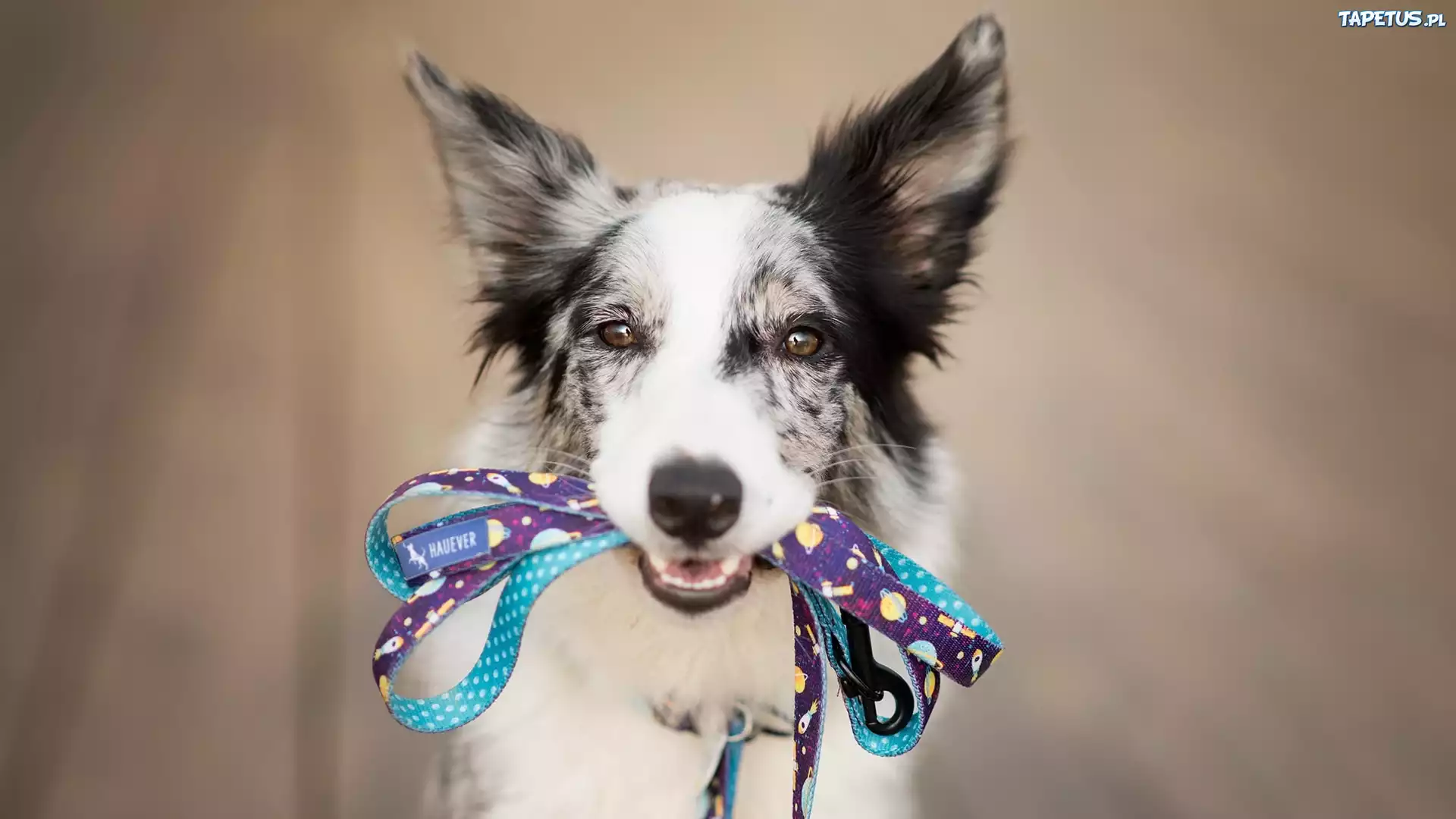 Pies, Border collie, Mordka, Smycz