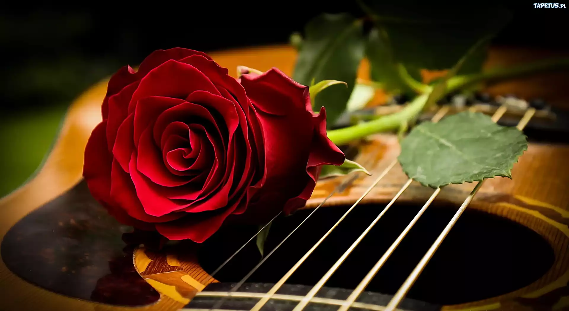 Czerwona, Róża, Gitara