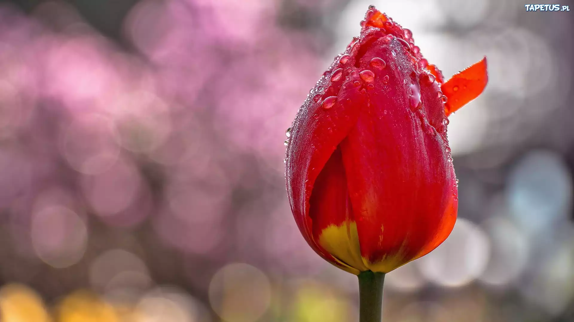 Tulipan, Rosa, Rozmyte, Tło