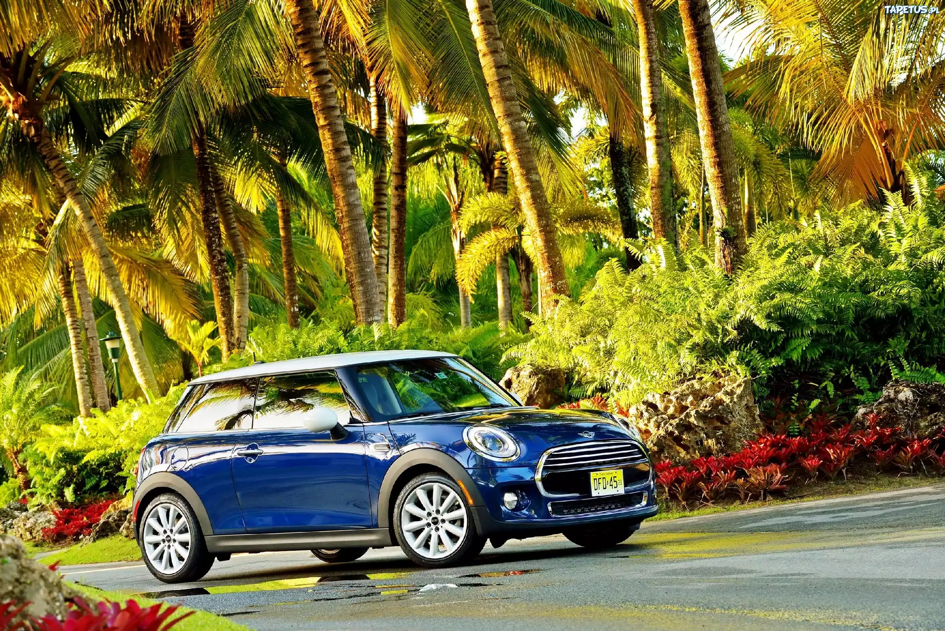 Mini, Cooper F56, Droga, Palmy