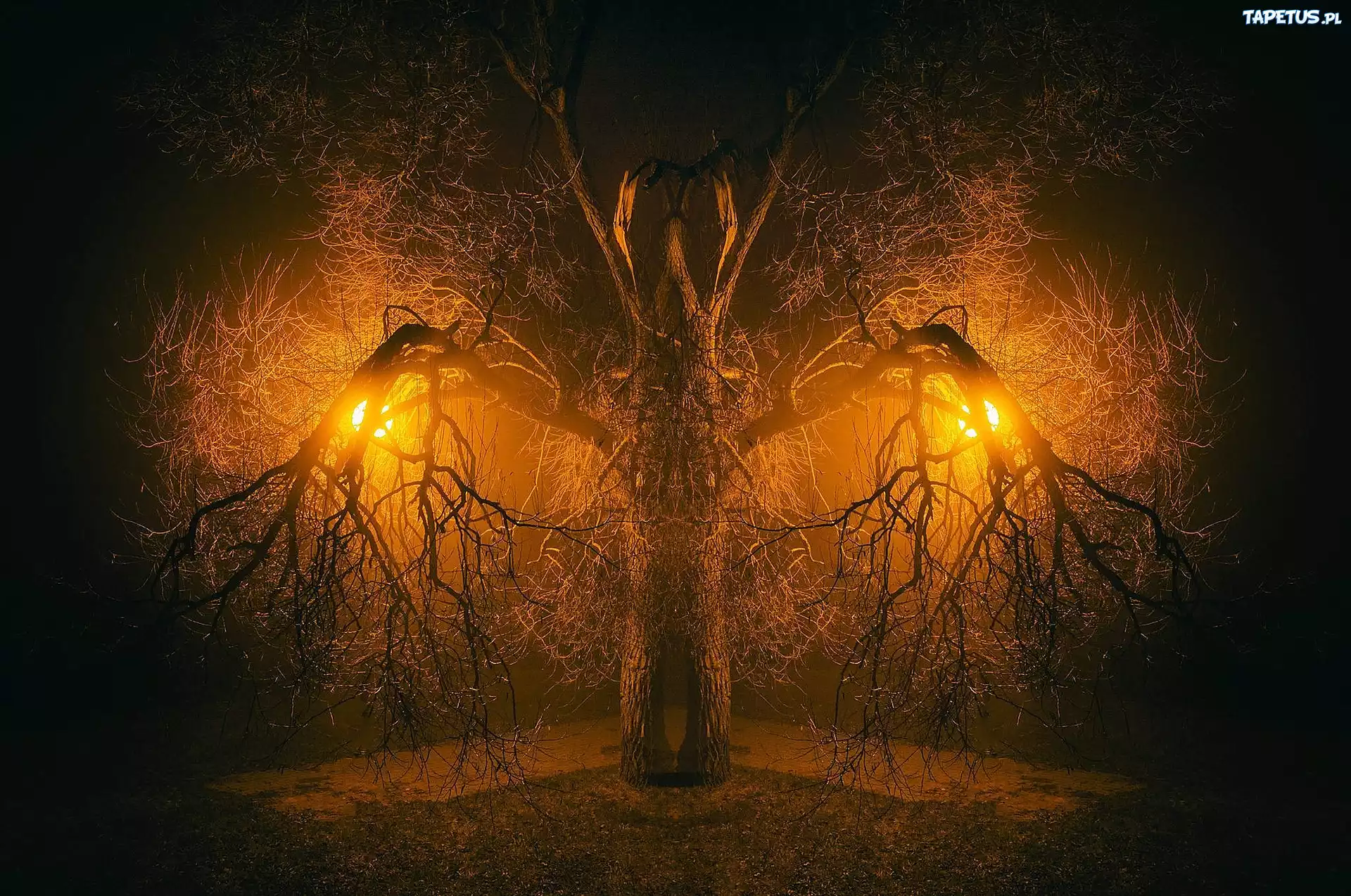 Drzewo, Konary, Lampy