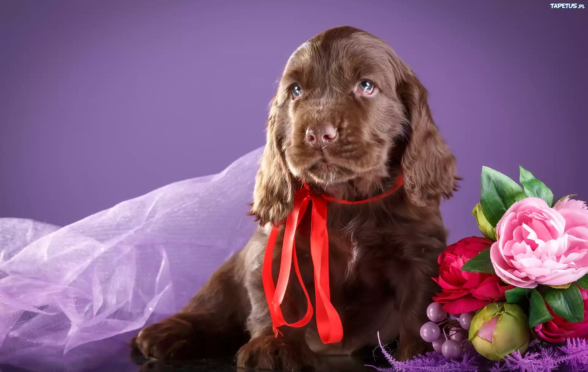 Szczeniak, Cocker spaniel, Kwiatki, Czerwona wstążka