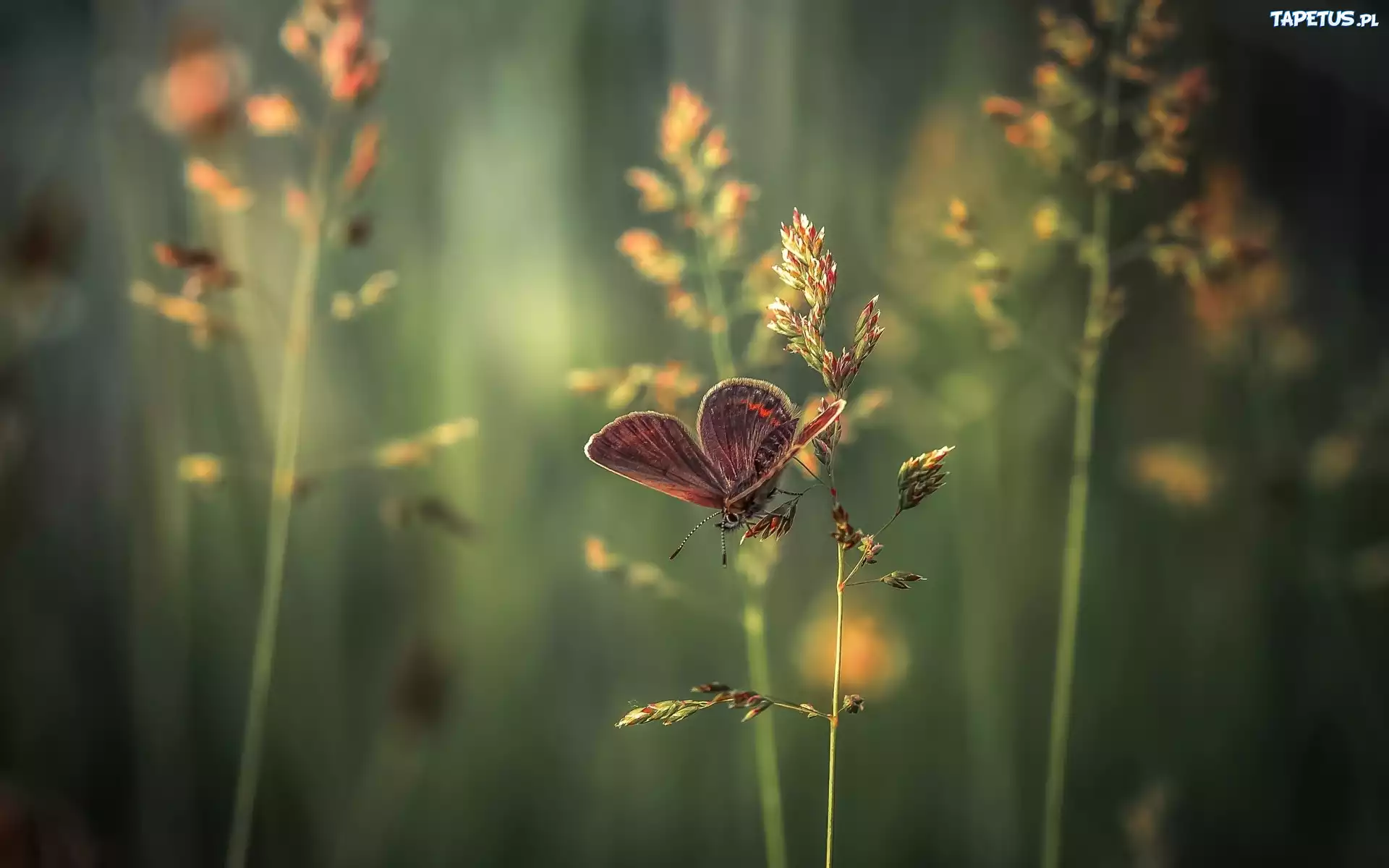 Motyl, Trawa