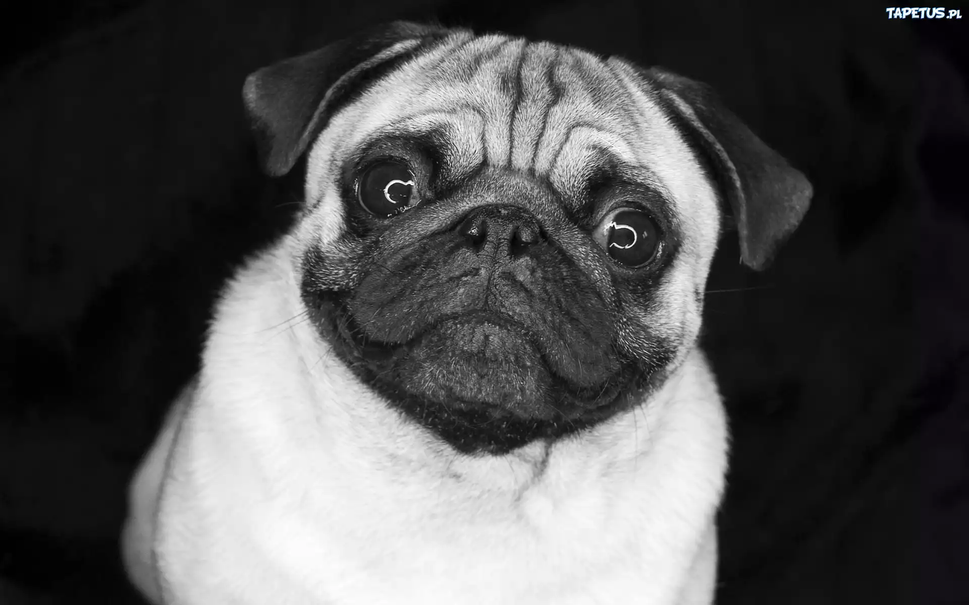Uśmiech, Mops