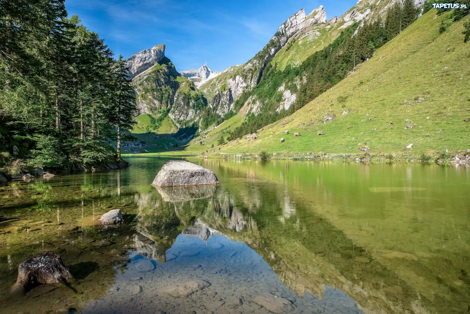Jezioro Seealpsee, Góry Alpy, Kamienie, Drzewa, Kanton Appenzell Innerrhoden, Szwajcaria