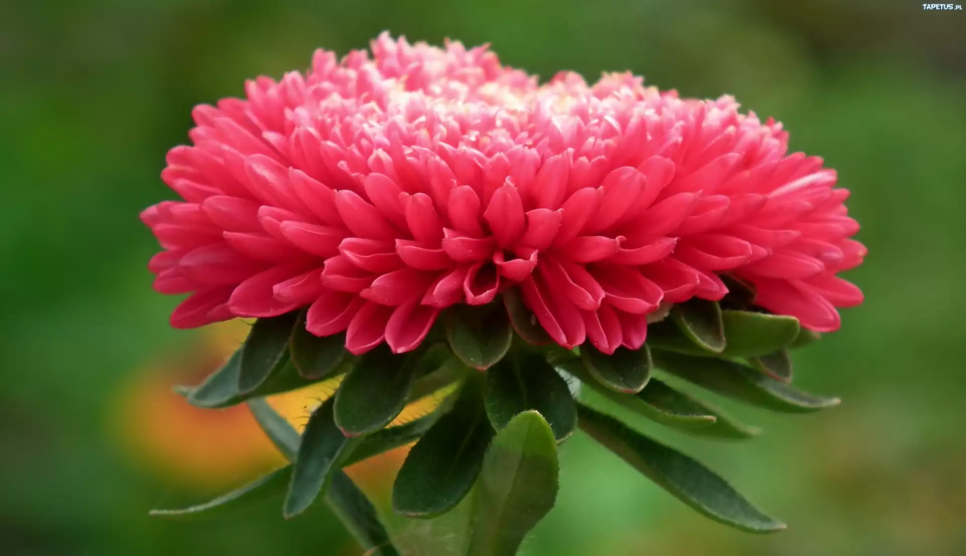 Kwiat, Aster