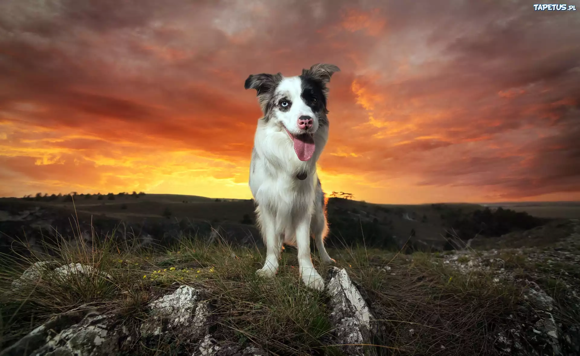 Pies, Border Collie, Zachód słońca, Wzgórze, Trawa