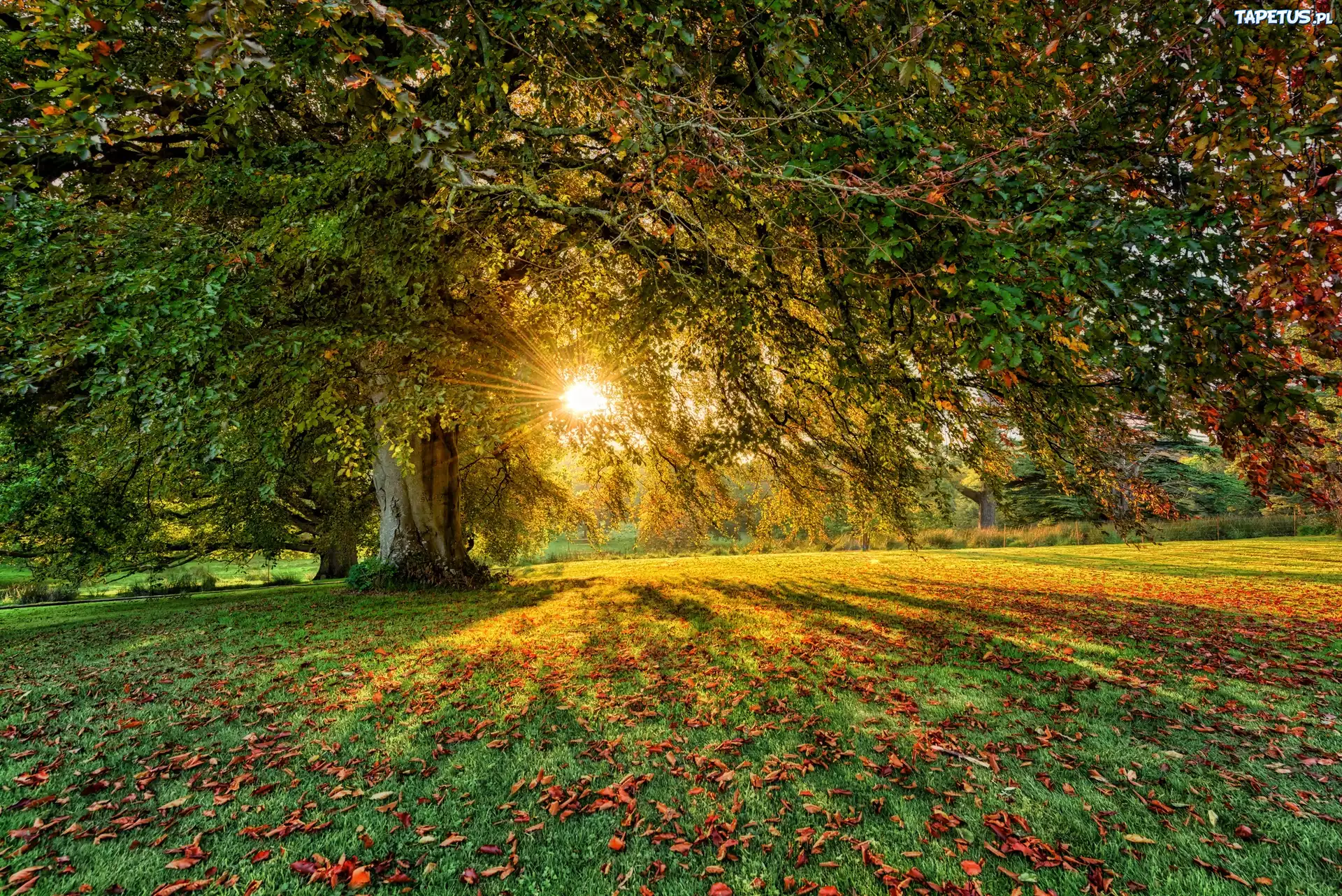 Irlandia Północna, Hrabstwo Tyrone, Dungannon, Parkanaur Forest Park, Drzewa, Promienie słońca, Liście, Jesień
