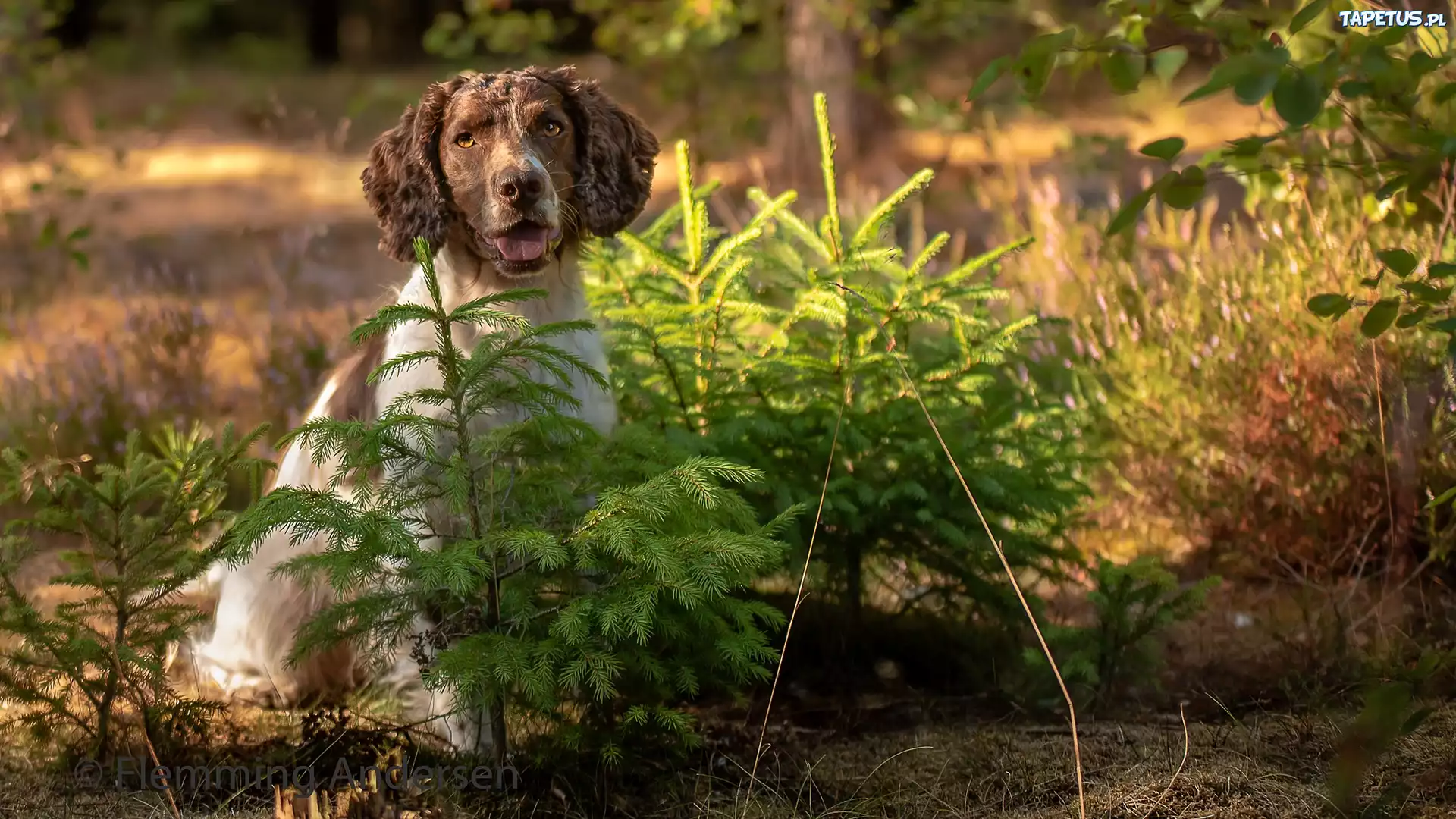 Pies, Springer spaniel angielski, Las, Drzewka, Świerki, Łąka, Kwiaty