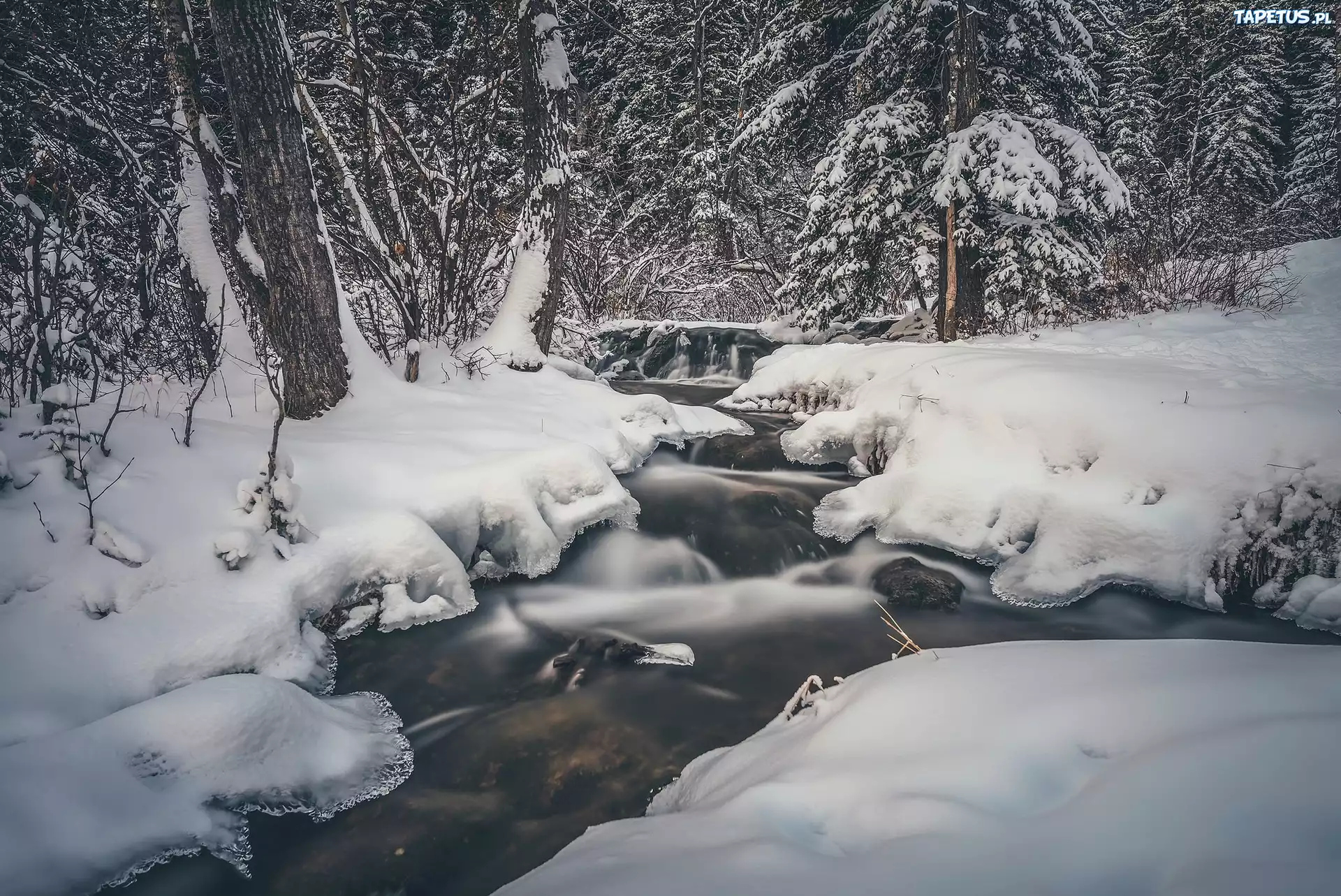 Kanada, Prowincja Alberta, Park Prowincjonalny Big Hill Springs, Las, Strumień, Zima, Śnieg, Drzewa, Rzeka