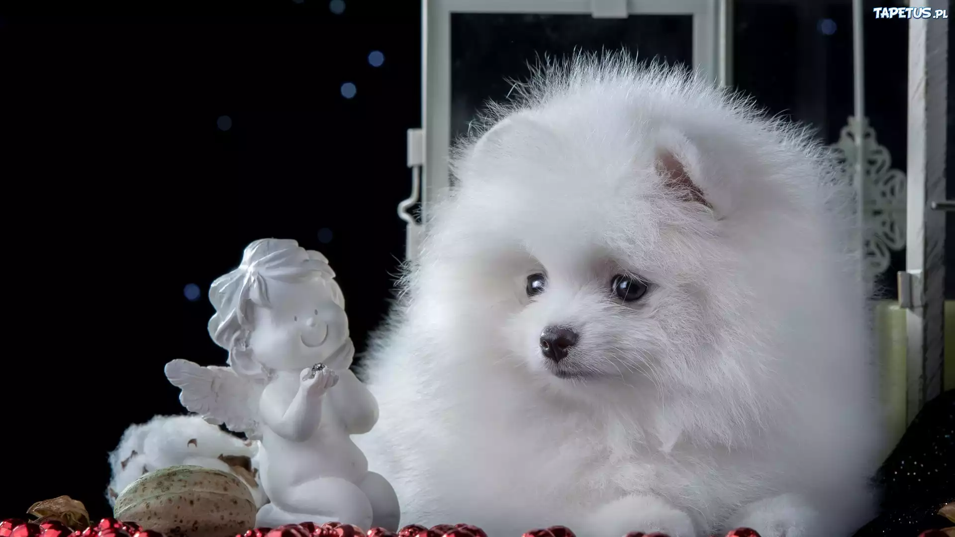 Szczeniak, Szpic miniaturowy, Figurka, Aniołek