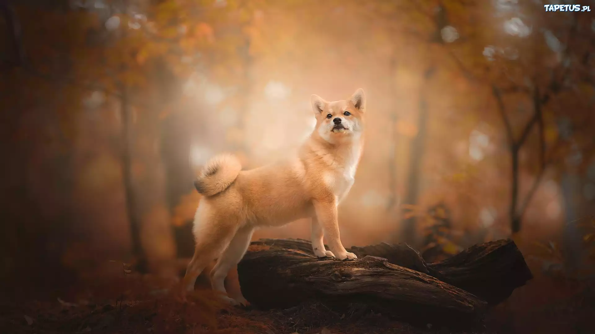 Pies, Shiba inu, Jesień, Las