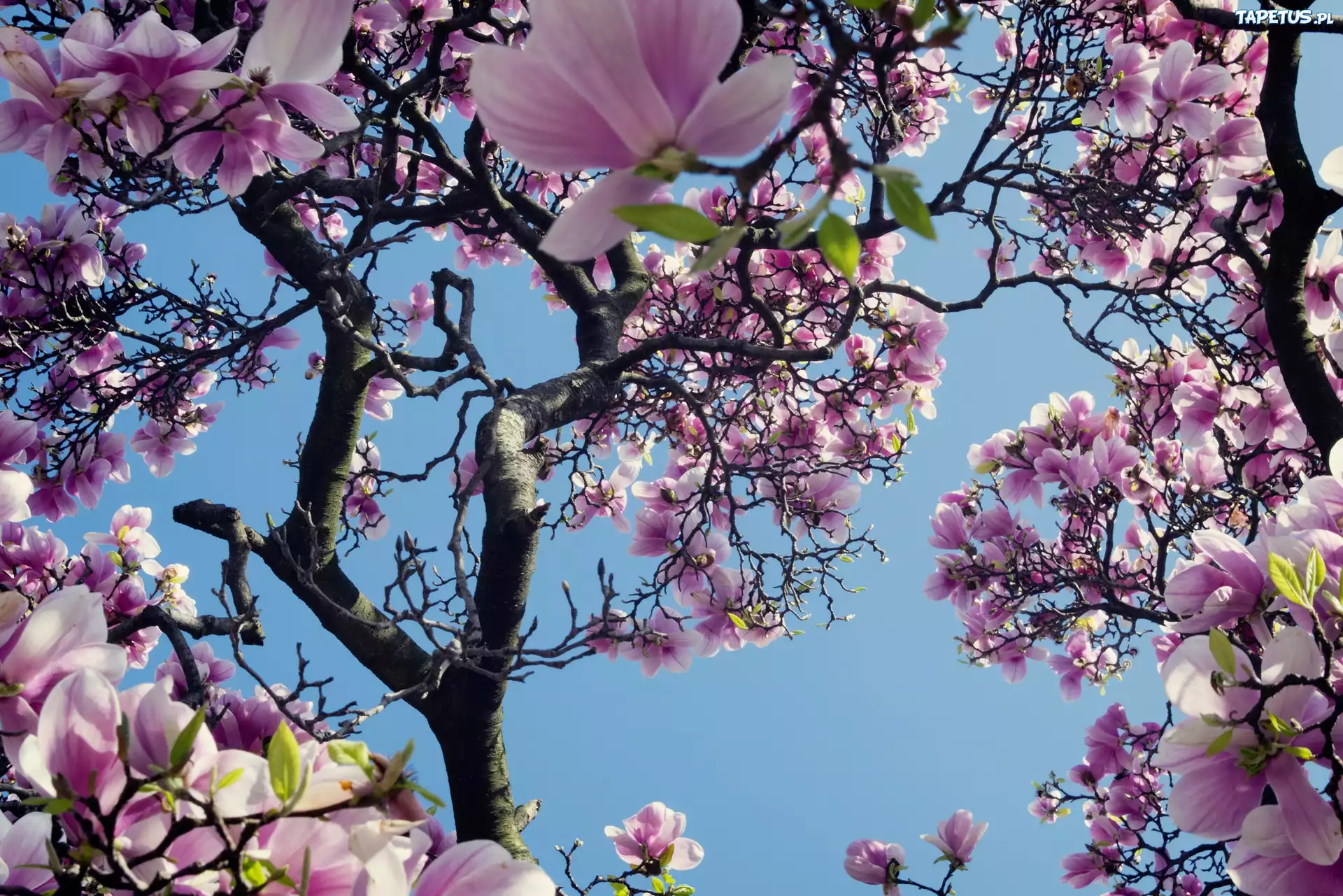 Magnolia, Kwiaty, Wiosna