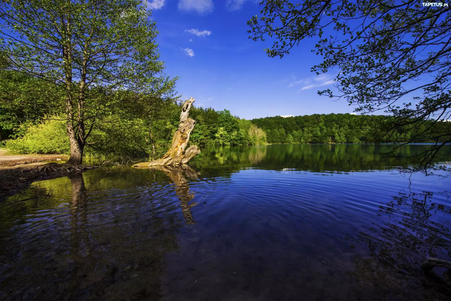 Chorwacja, Park Narodowy Jezior Plitwickich, Jezioro, Drzewa
