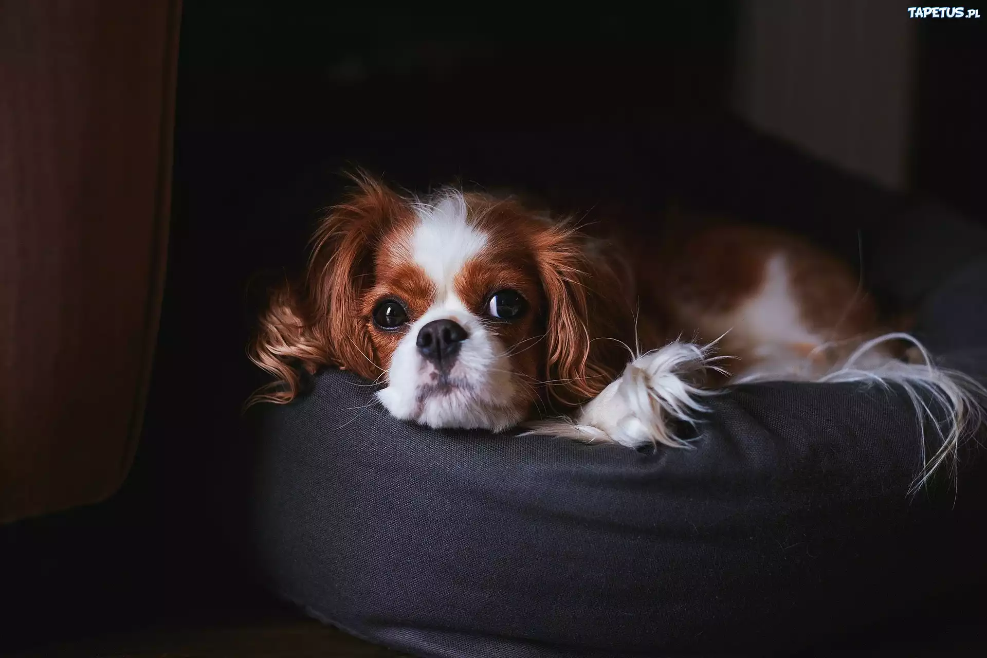 Cavalier king charles spaniel, Puf