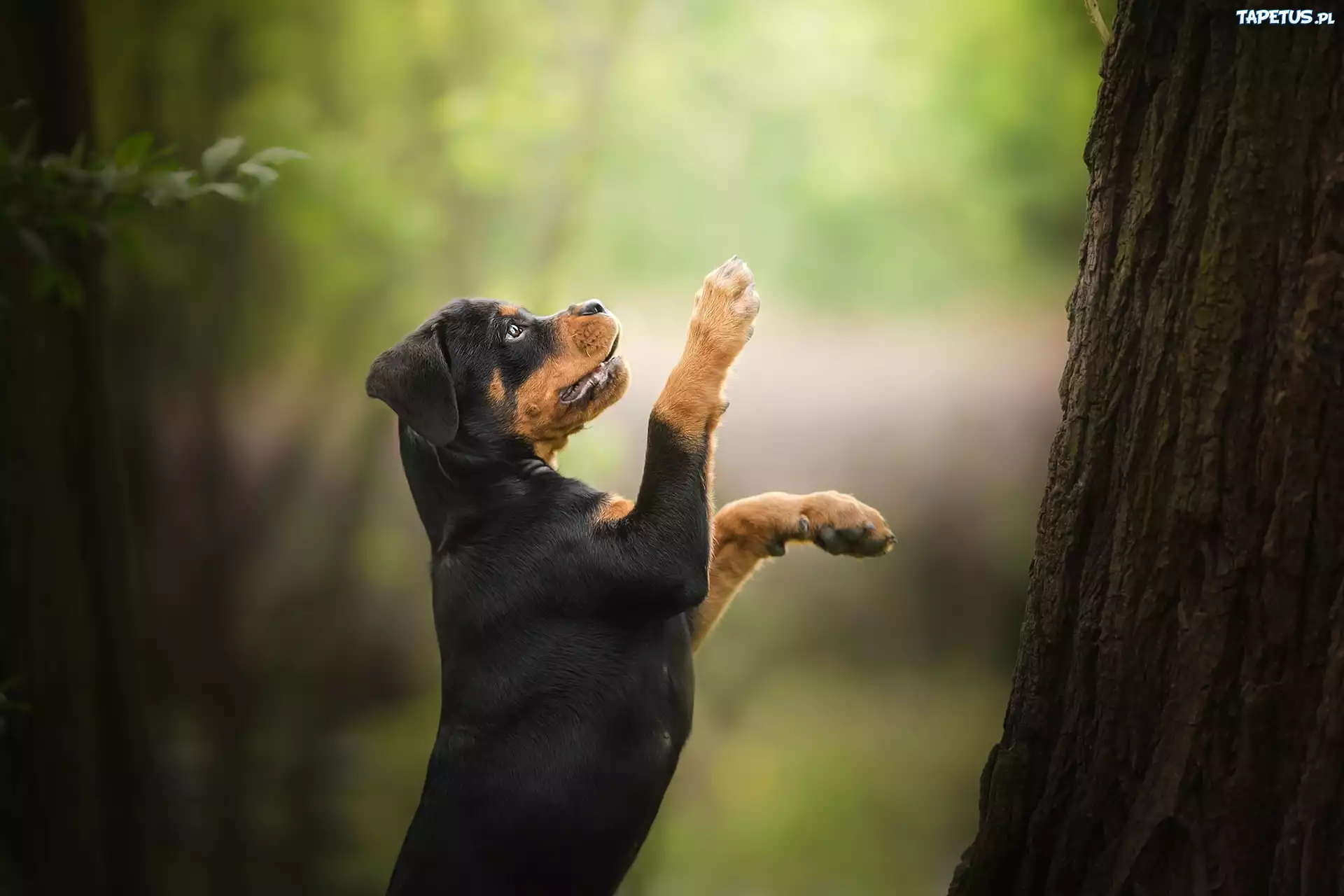 Pies, Szczeniak, Rottweiler, Drzewo